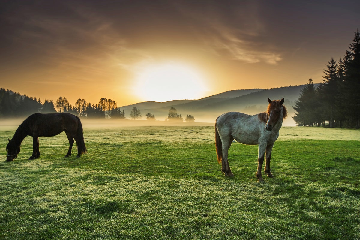 Papermoon Fototapete "Pferde auf Weide"