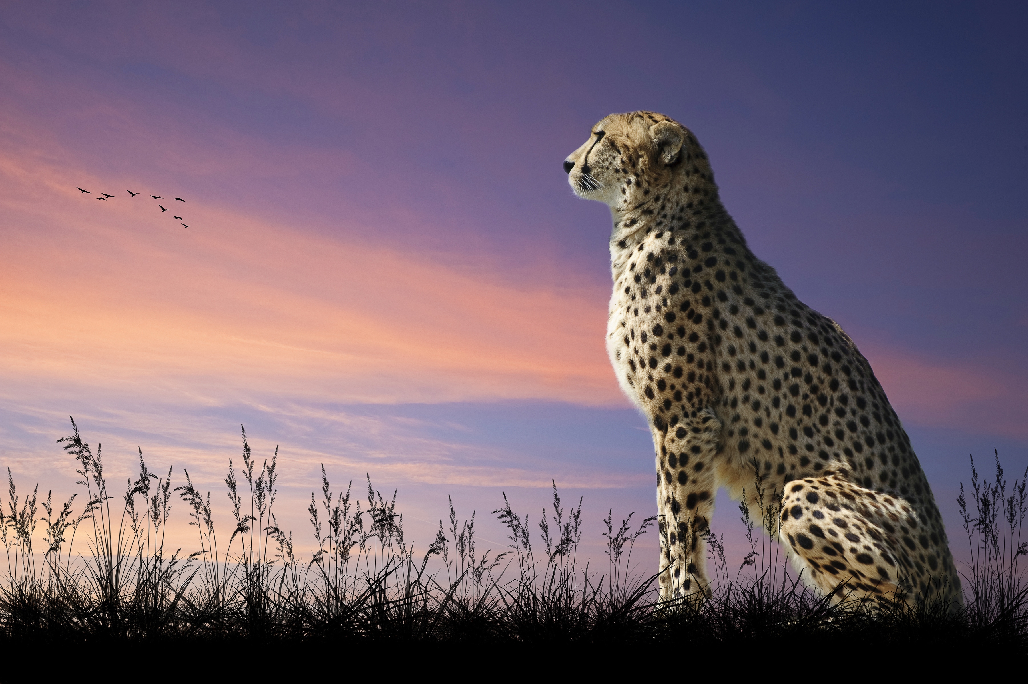 Papermoon "GEPARD-NATUR LÖWE TIGER PUMA JAGUAR DSCHUNGEL TIERE XXL"