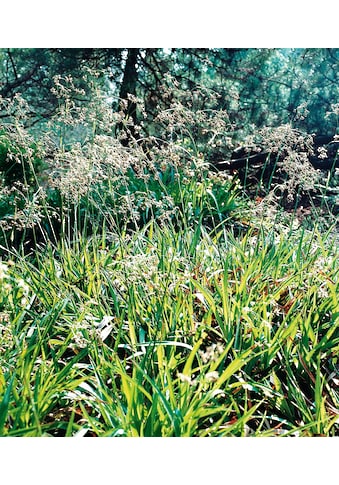 BCM Gräser »Waldmarbel Gras«, (3 St.) kaufen