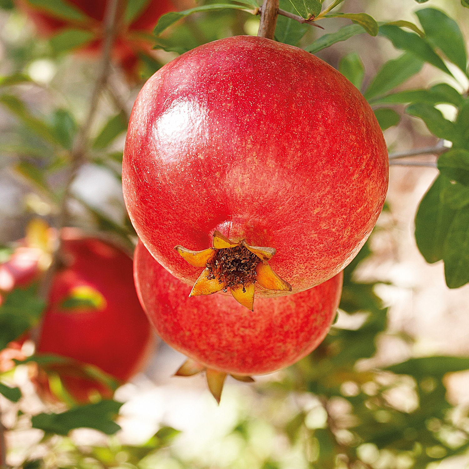 WELEDA Körperöl »Weleda Granatapfel Regenerierendes Pflege-Öl«