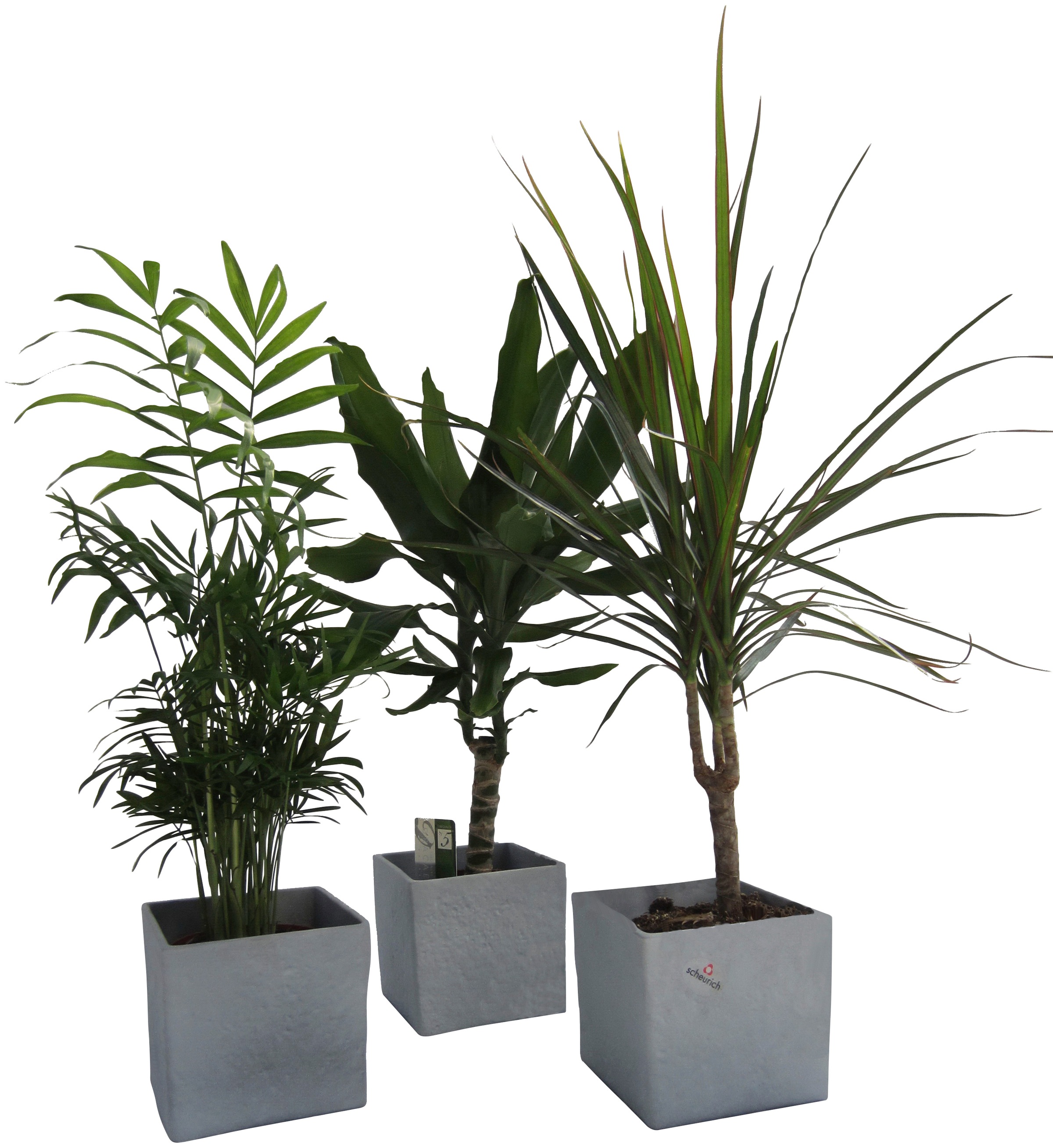 Dominik Zimmerpflanze »Palmen-Set«, (3 St.), Höhe: 30 cm, 3 Pflanzen in Dekotöpfen kaufen