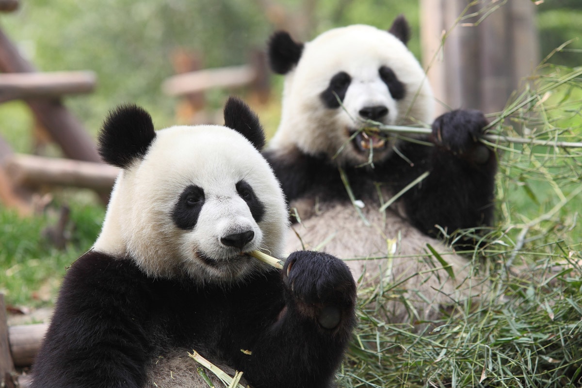 Papermoon Fototapete "Riesige Pandas"