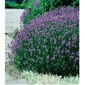 BCM Beetpflanze »Lavendel Mix«, (12 St.), Lavendel Mix: 6 Pflanzen