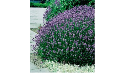 BCM Beetpflanze »Lavendel Mix«, (12 St.), Lavendel Mix: 6 Pflanzen kaufen