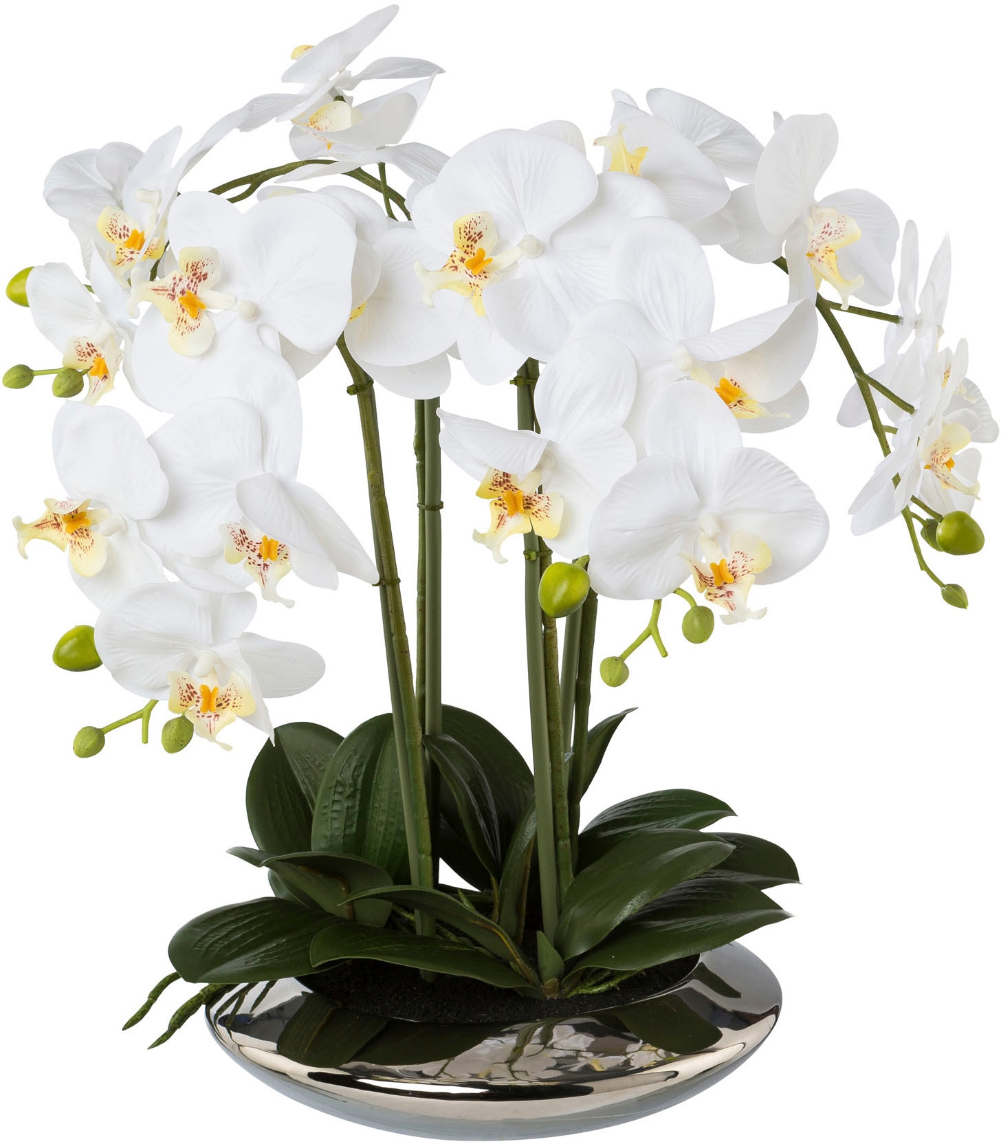 (1 Keramikschale«, BAUR in kaufen Creativ Phalaenopsis Kunstorchidee »Deko-Orchidee | St.) green