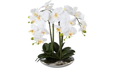 Creativ green Kunstorchidee »Deko-Orchidee Phalaenopsis in Keramikschale«, (1 St.) kaufen