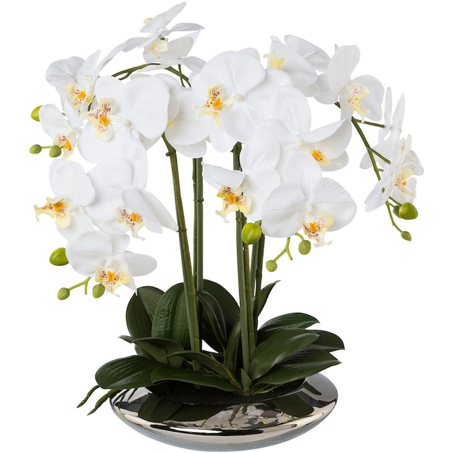 Creativ green Kunstorchidee »Deko-Orchidee Phalaenopsis in Keramikschale«,  (1 St.) kaufen | BAUR