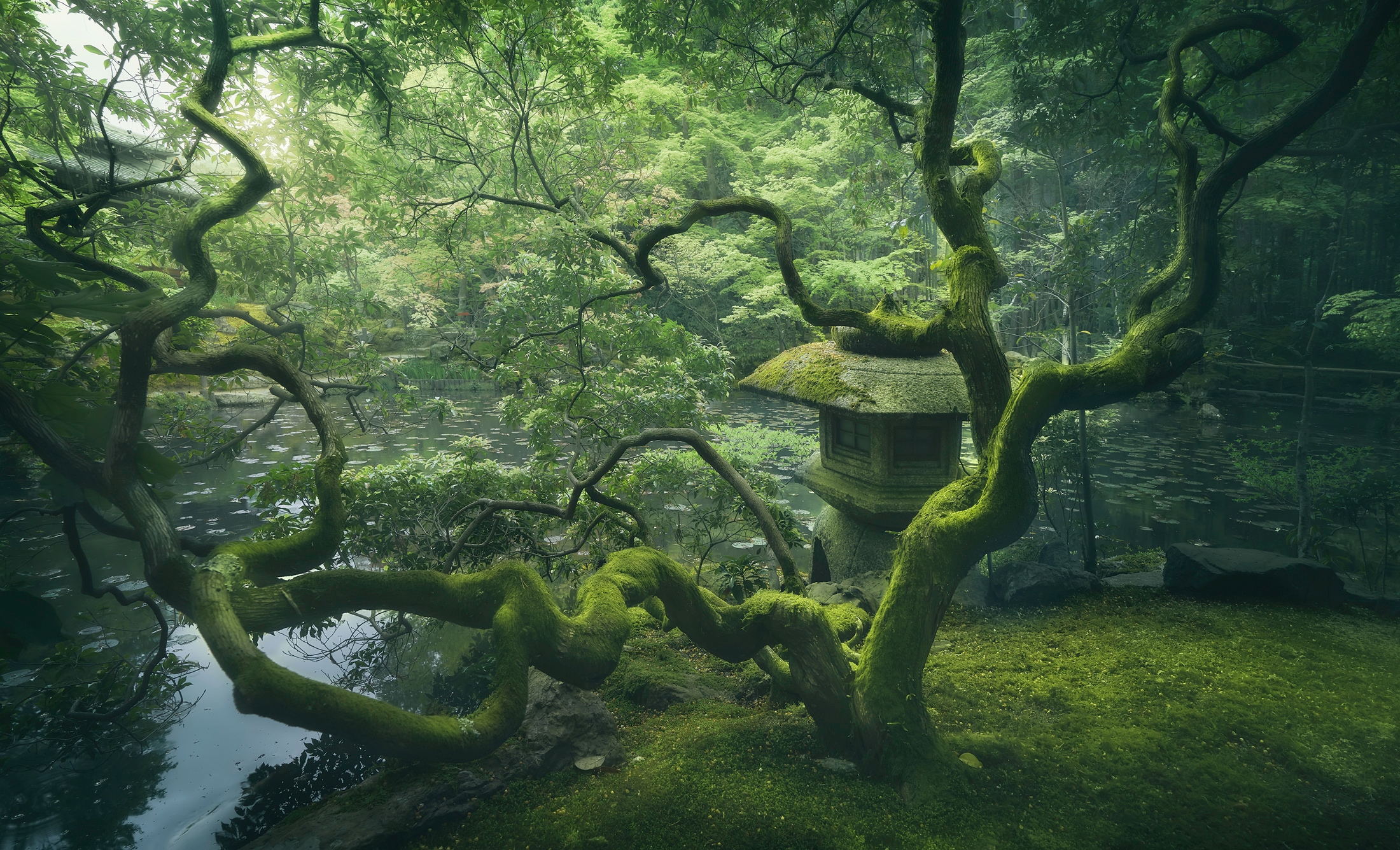 Fototapete »Photo-Art JAVIER DE LA, JAPANISCHER BAUM«