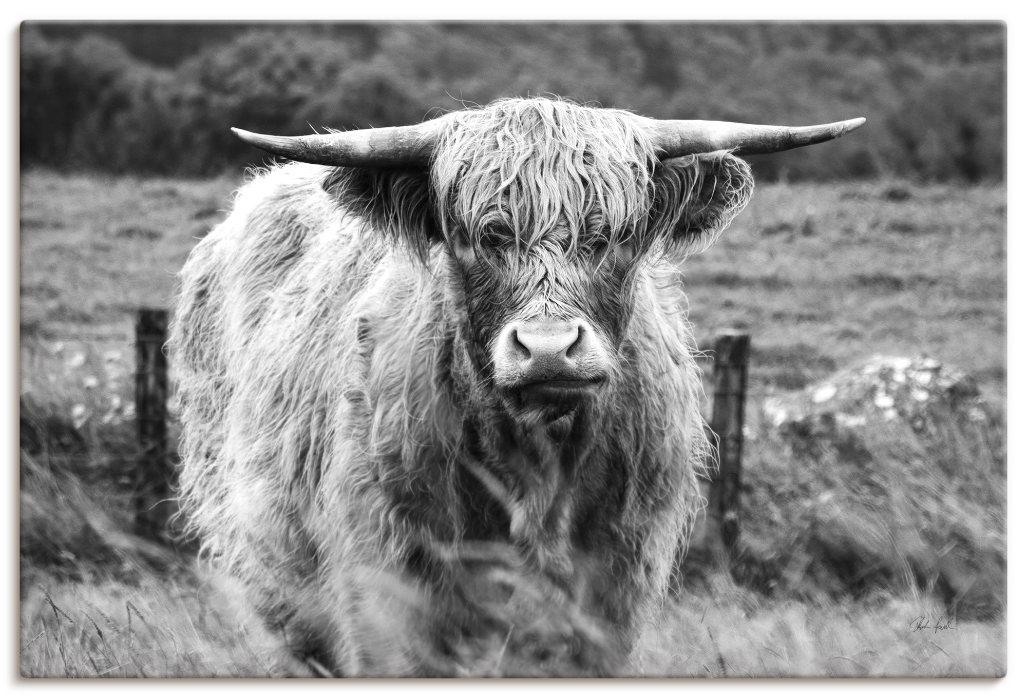 Wandbild ARTLAND "Happy Highland", farbe bild(er): schwarz, B:120cm H:80cm, Bilder, als Alubild, Leinwandbild, Poster, Wandaufkleber in verschied. Größen