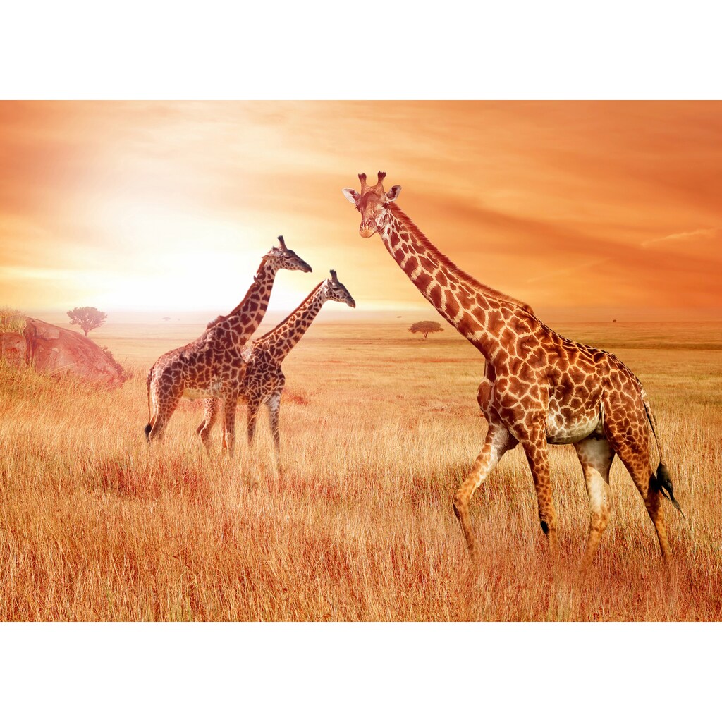 Papermoon Fototapete »African Giraffes«