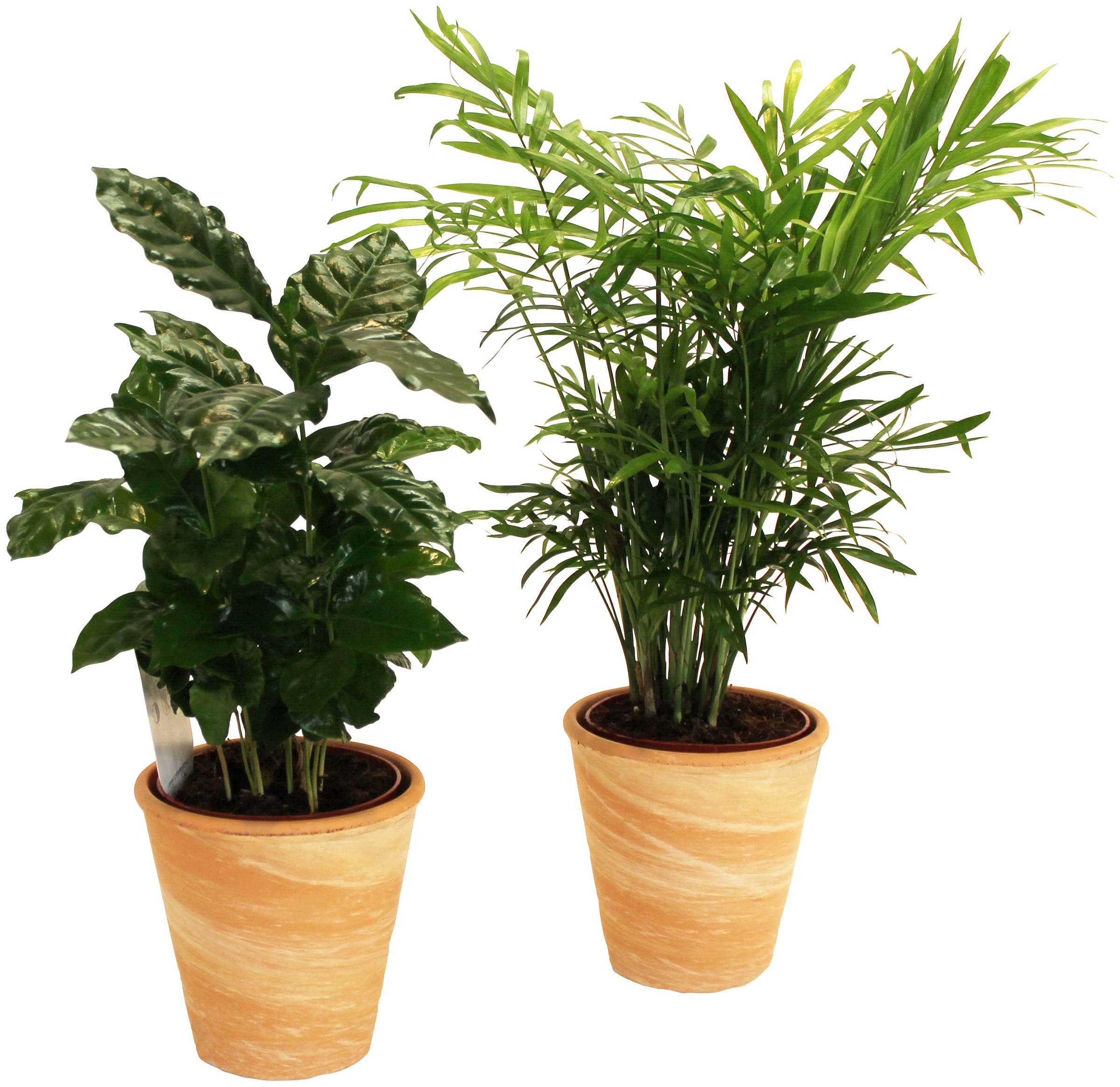 Dominik Zimmerpflanze »Palmen-Set«, (2 St.), Höhe: 15 cm, 2 Pflanzen in Dekotöpfen kaufen