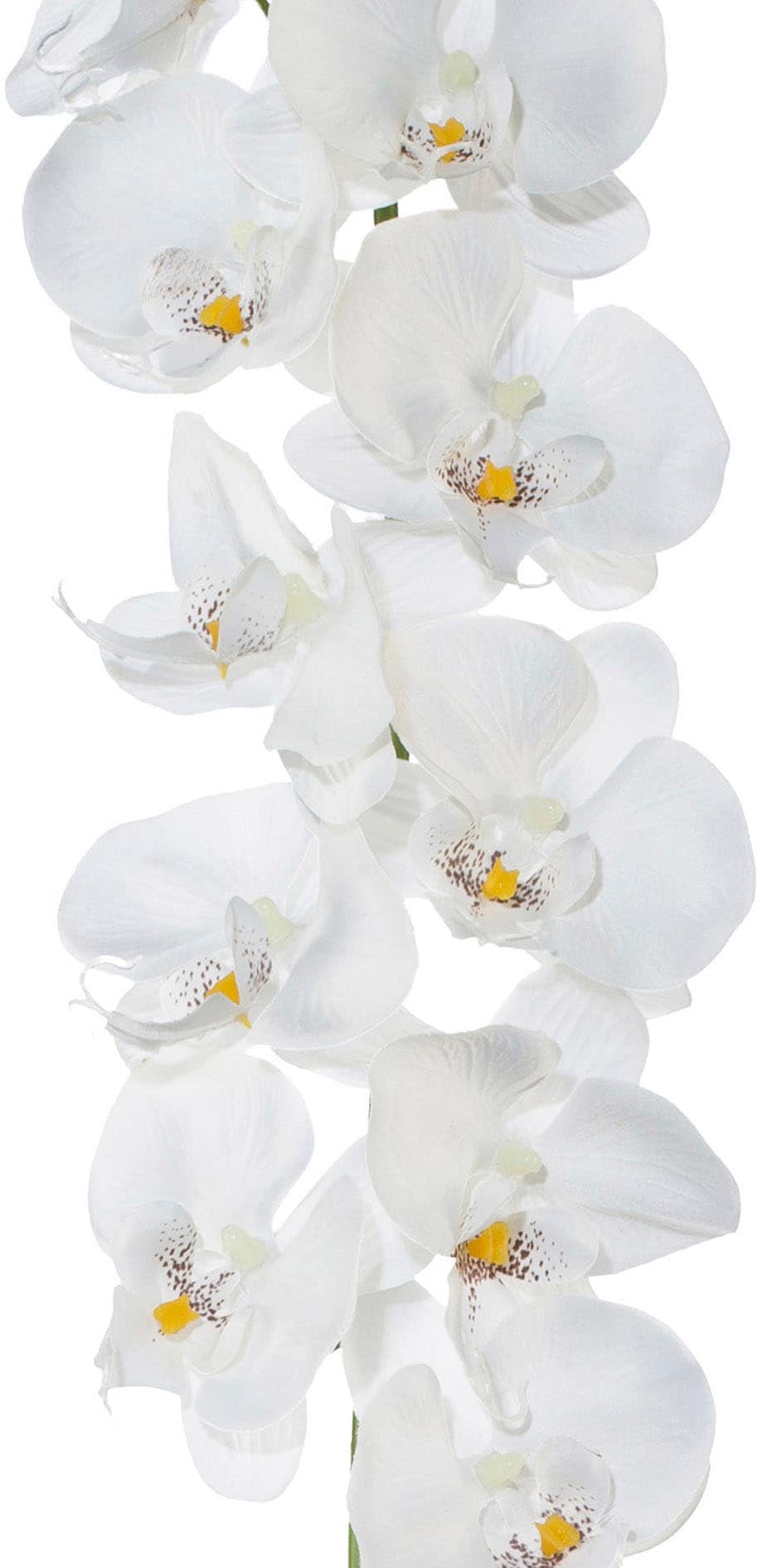 BAUR | Creativ »Orchideengirlande« green Kunstgirlande kaufen