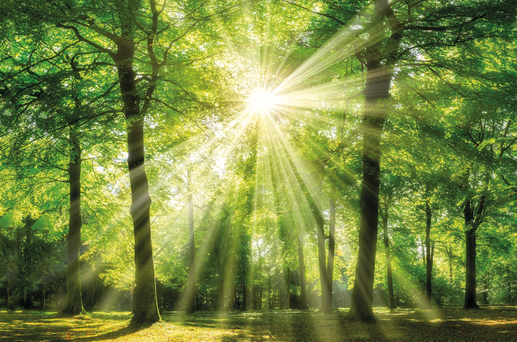 Bönninghoff Leinwandbild "Sonnenstrahl" 1 Stk. tlg. günstig online kaufen