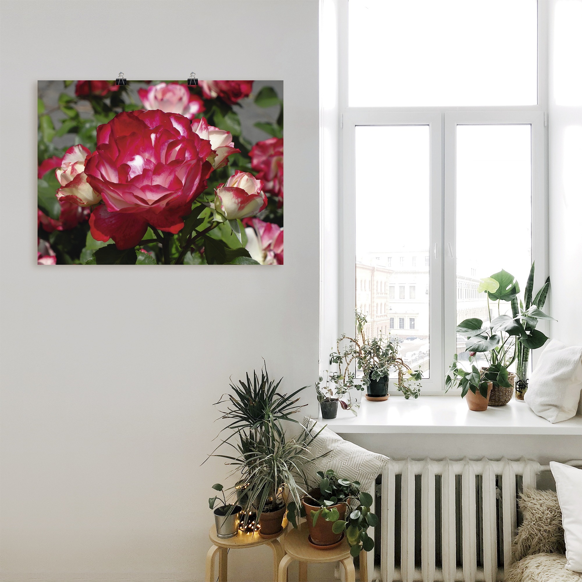 Artland Wandbild »Rot weiße Rosenblüte«, Blumen, (1 St.), als Poster, Wandaufkleber in verschied. Größen