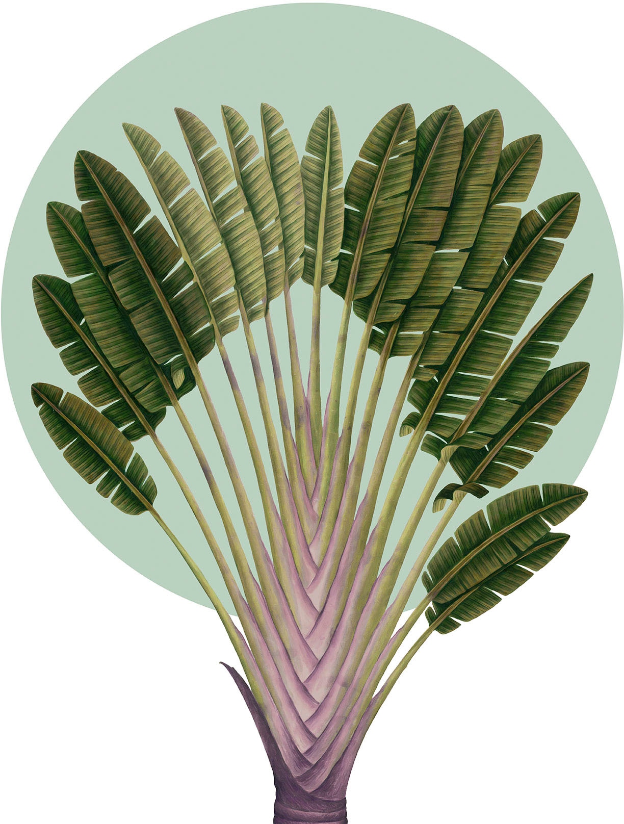 Komar Bild "Botanical Garden Pinnate Palm" Natur 1 Stk. tlg. Wandbild zur D günstig online kaufen