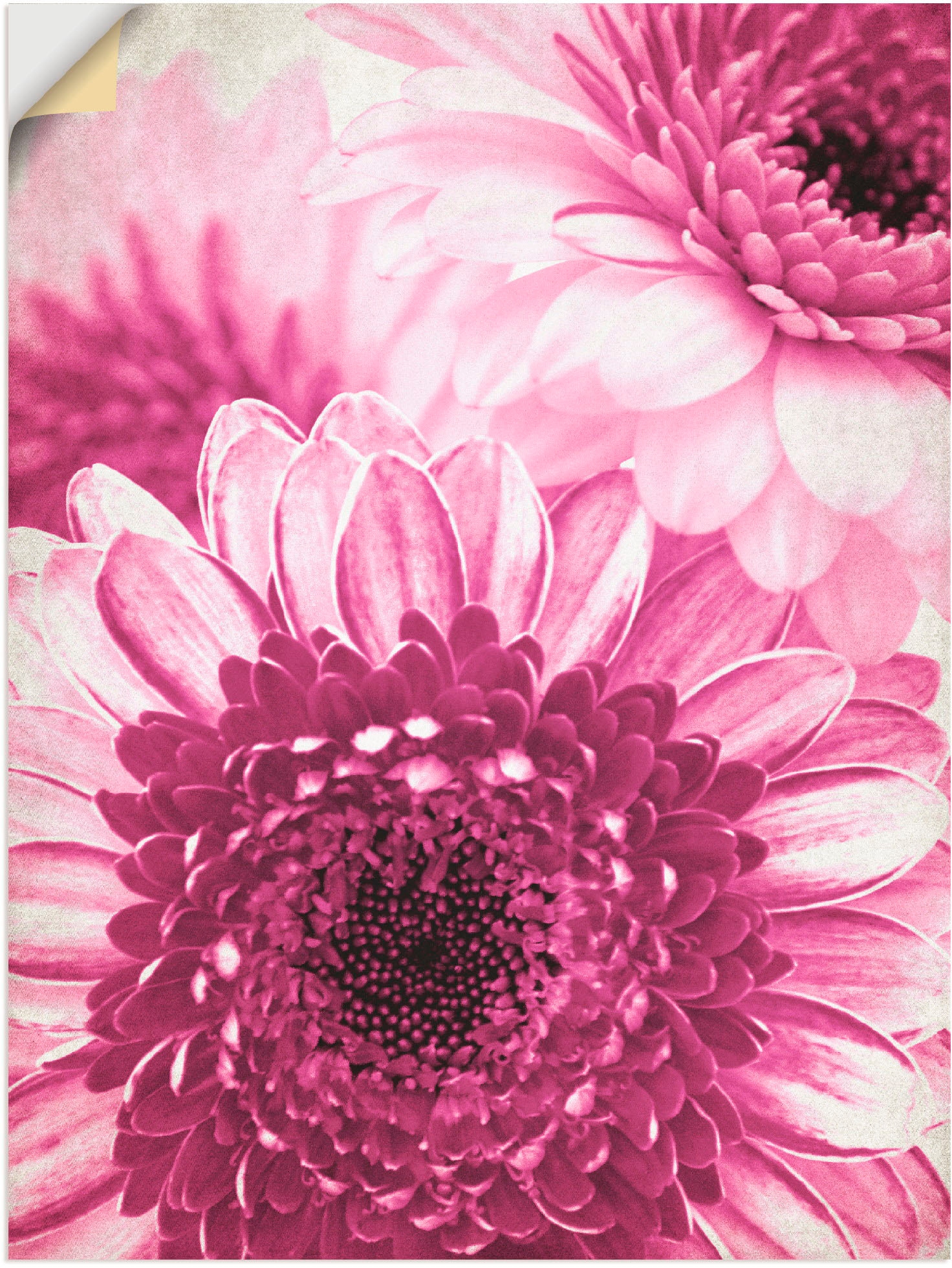 Artland Wandfolie »Pinke Gerbera« Blumen (1 St...
