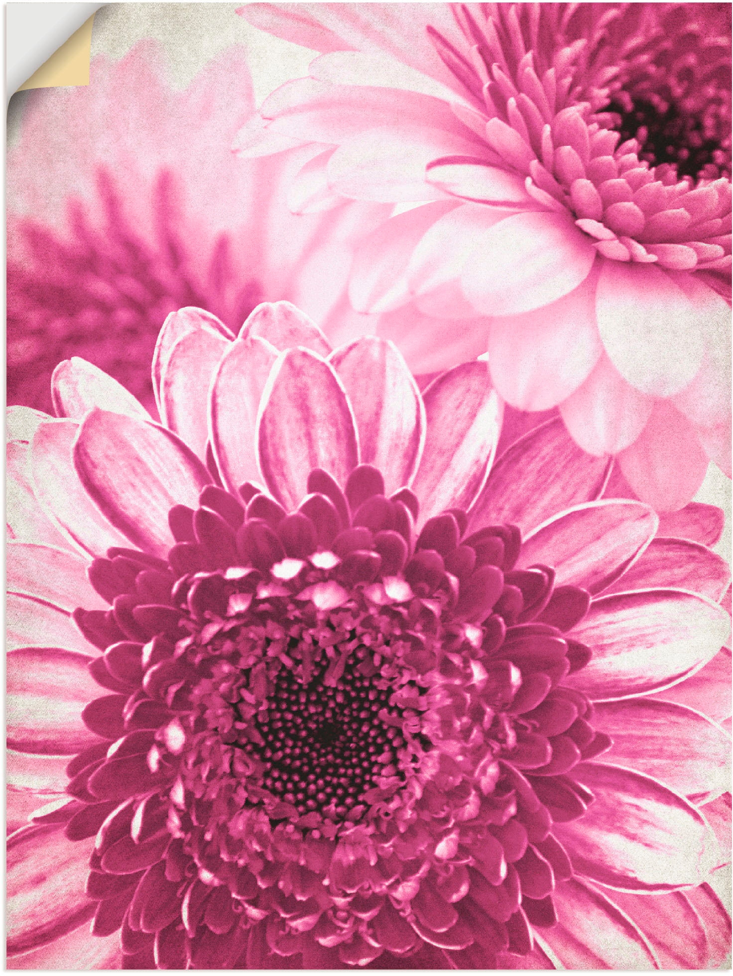 Artland Wandfolie "Pinke Gerbera", Blumen, (1 St.), selbstklebend
