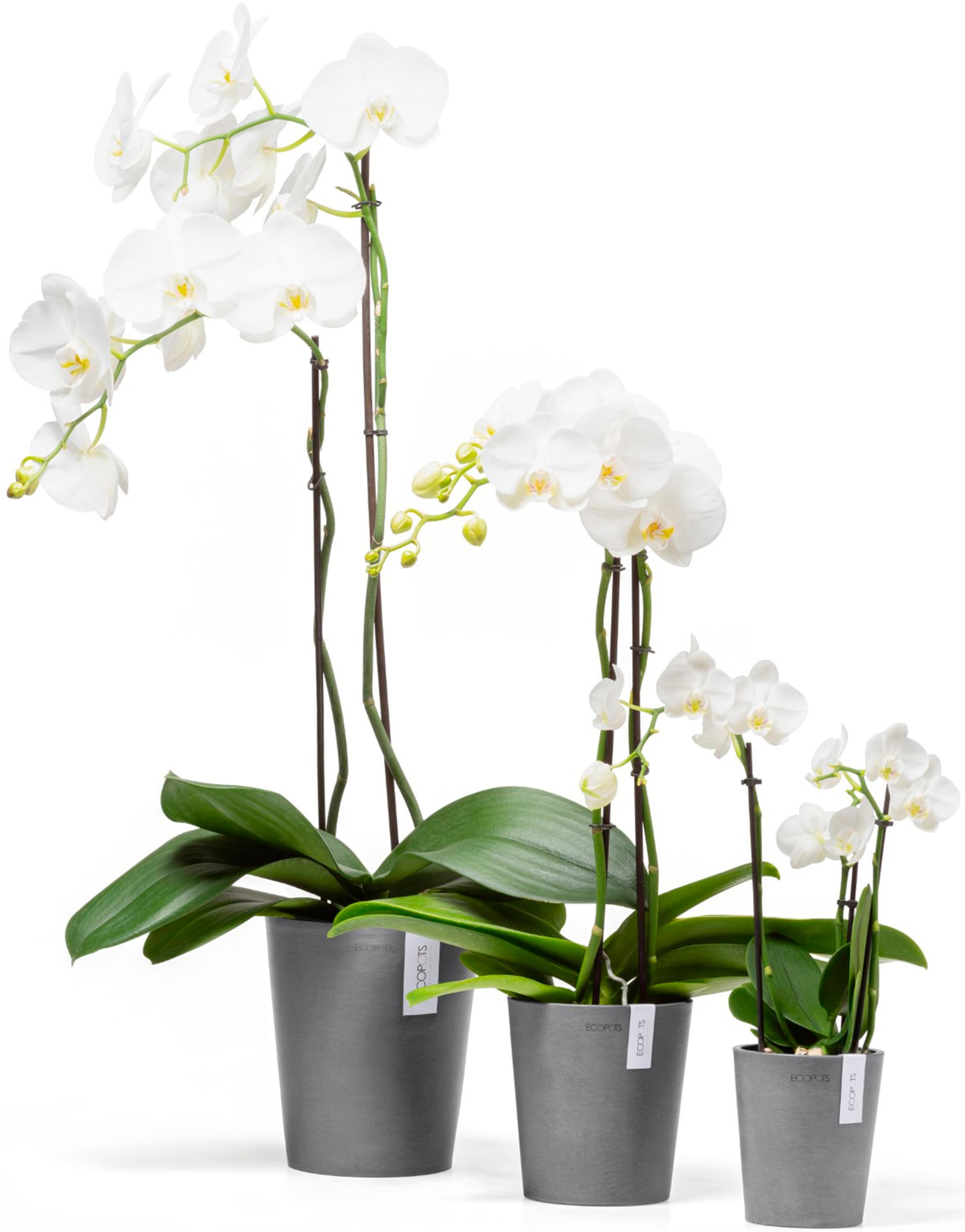 ECOPOTS Blumentopf "Morinda Orchidee 17 Grau", für den Innenbereich günstig online kaufen