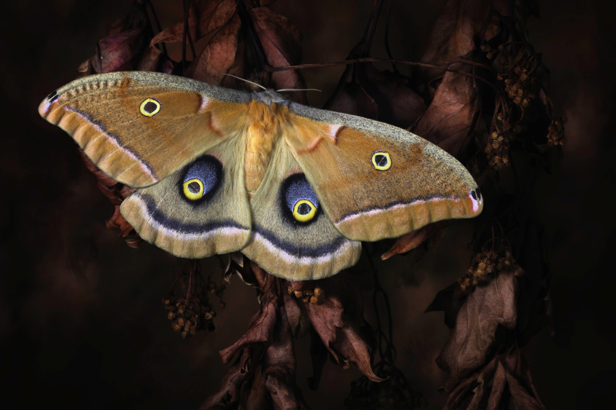 Papermoon Fototapete "Photo-Art JIMMY HOFFMAN, POLYPHEMUS, SCHMETTERLING"