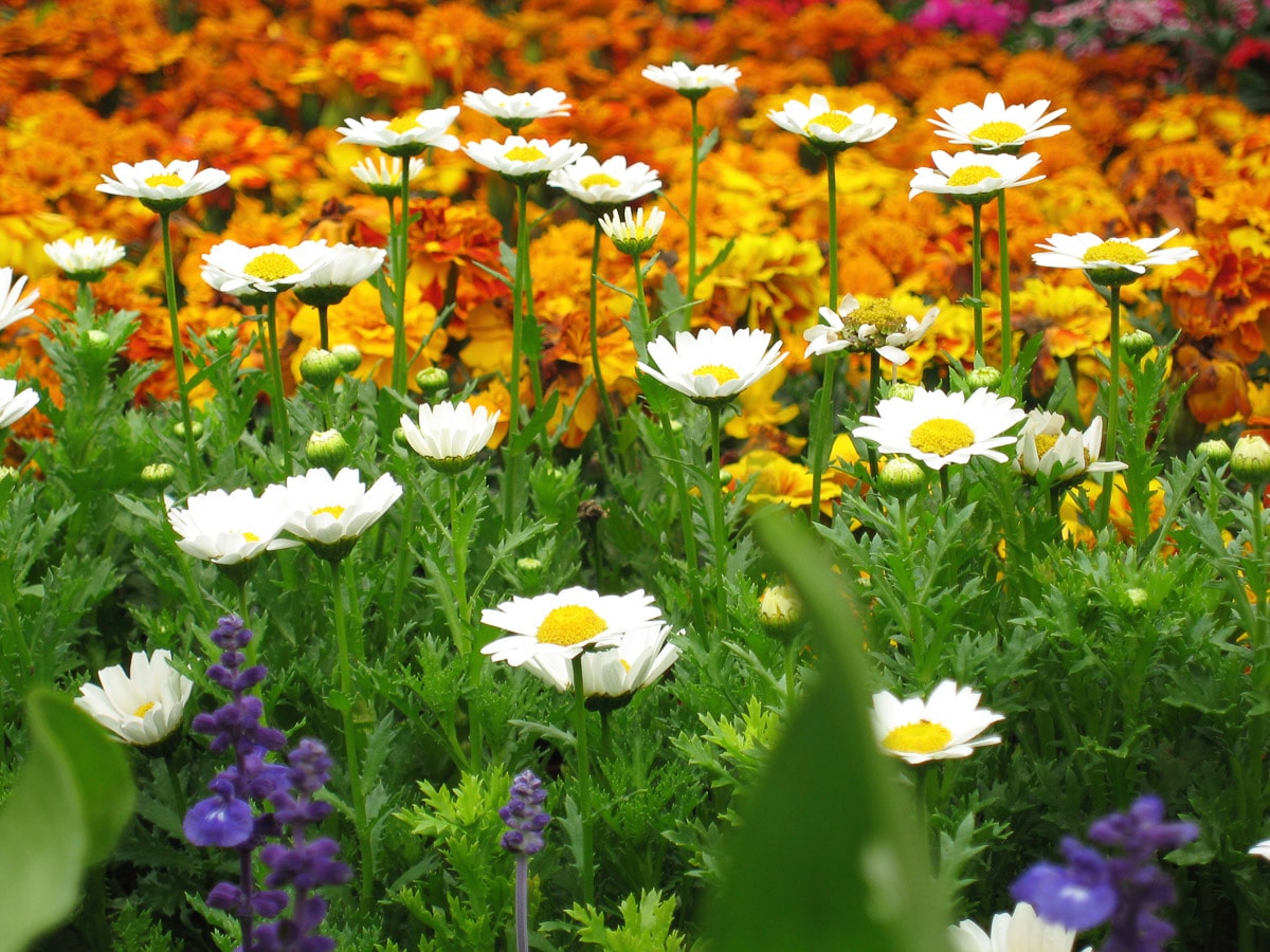 Papermoon "Blumenwiese"