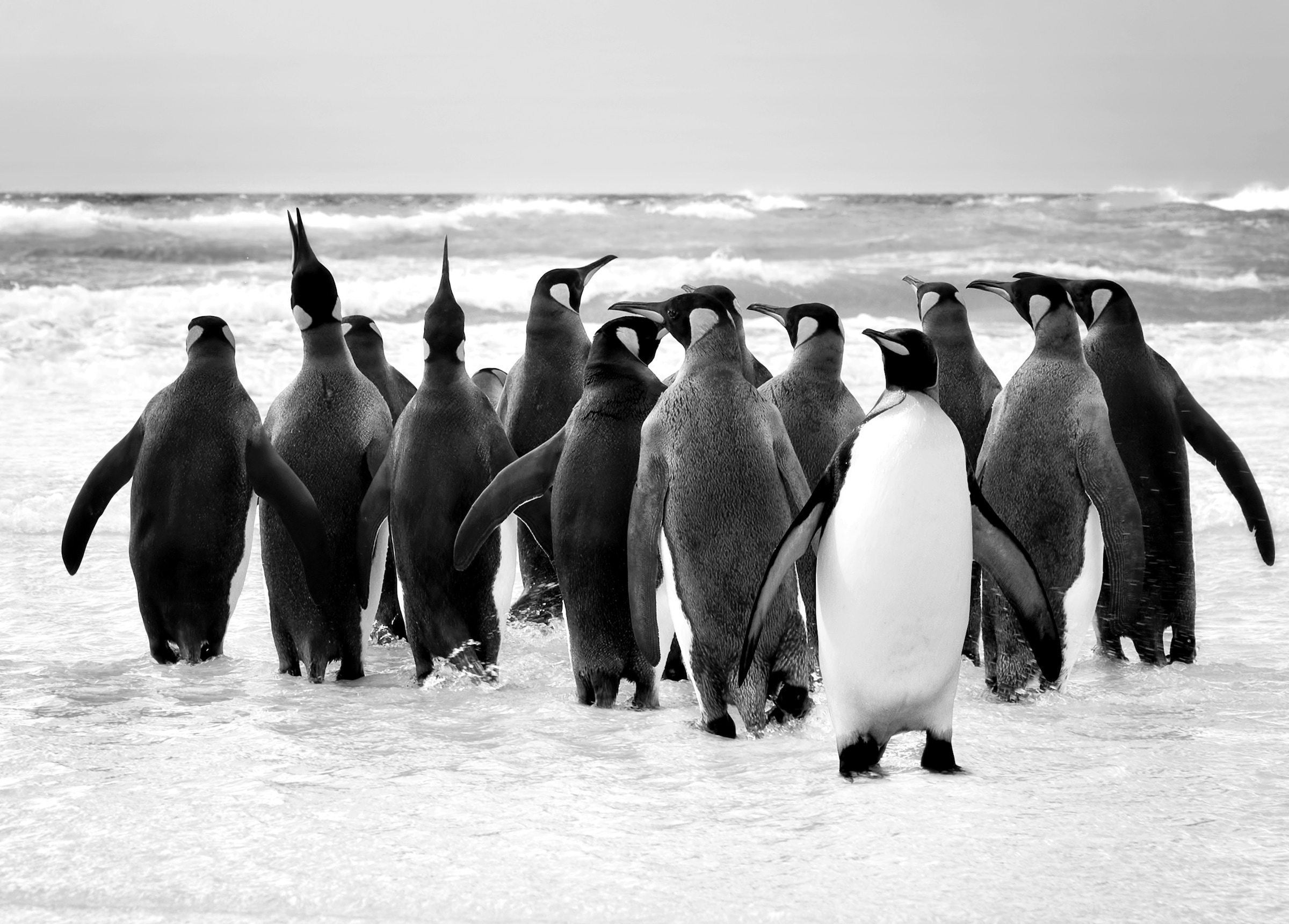 Papermoon Fototapete "Pinguin Schwarz & Weiß"