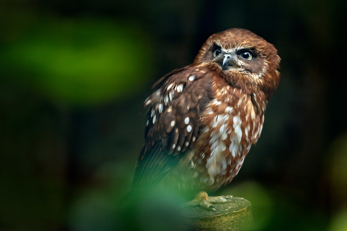 Papermoon "Brown Wood Owl"