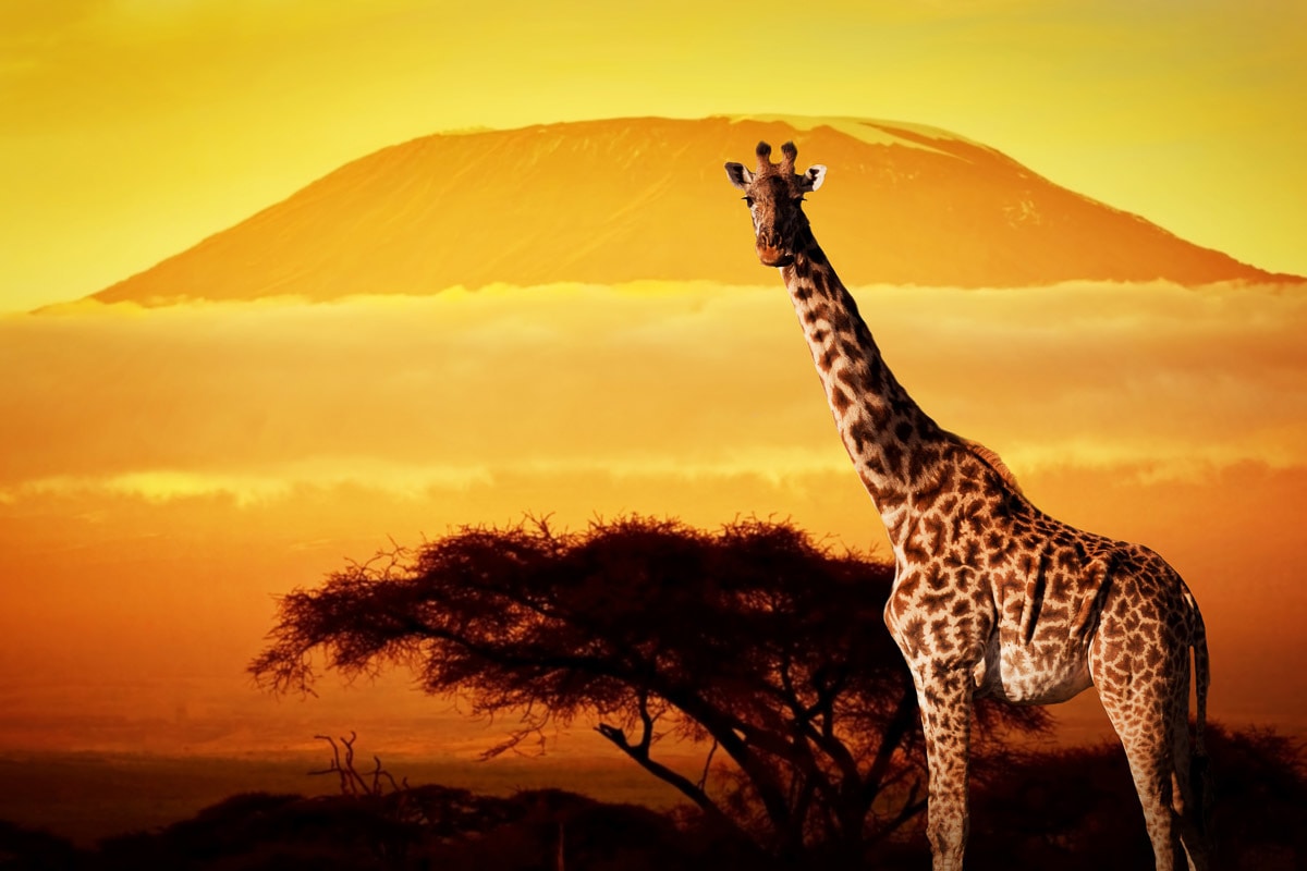 Papermoon "Giraffe von Kilimanjaro"