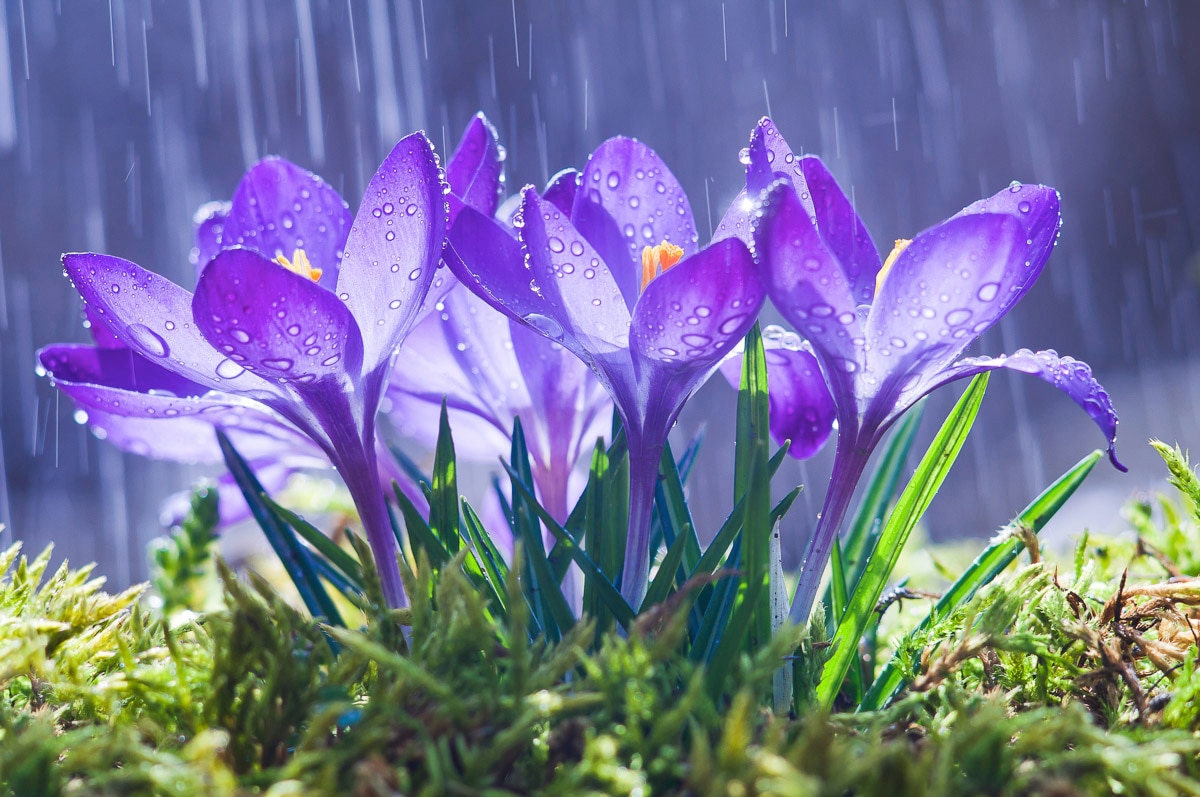 Papermoon Fototapete "Blumen im Regen"