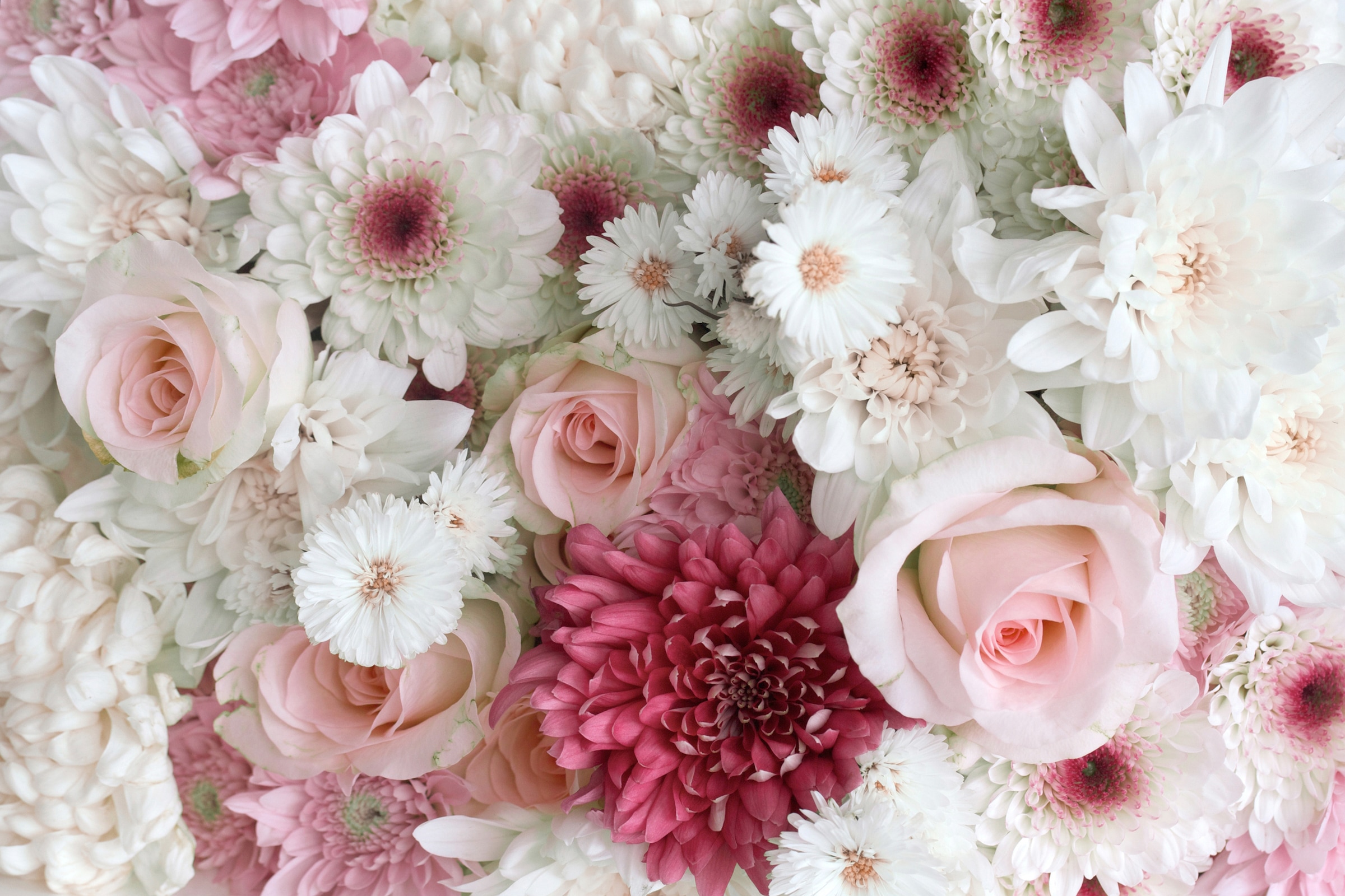 Fototapete »ROSEN-GÄNZEBLÜMCHEN BLUME PFLANZE STRAUß MAKRO NATUR«