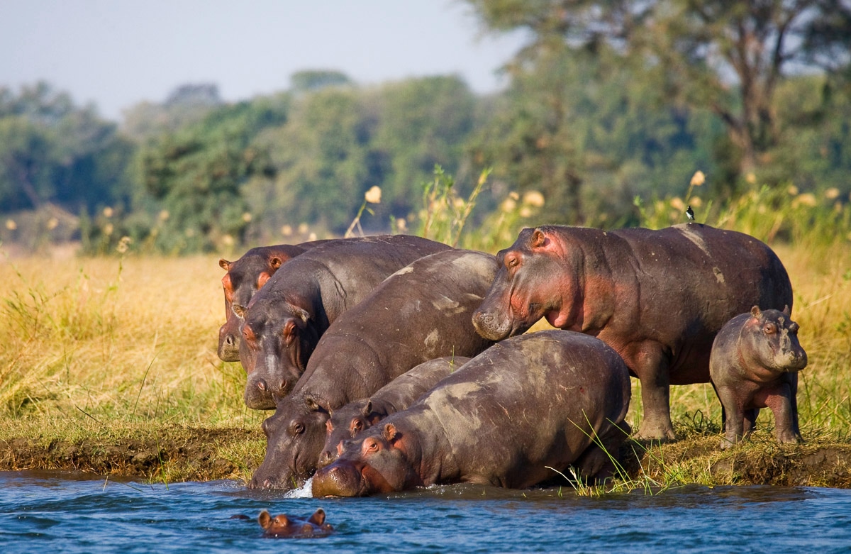 Papermoon Fototapete »Hippo Familie«