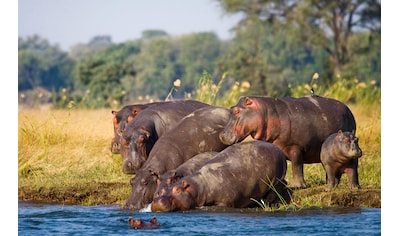Fototapete »Hippo Familie«