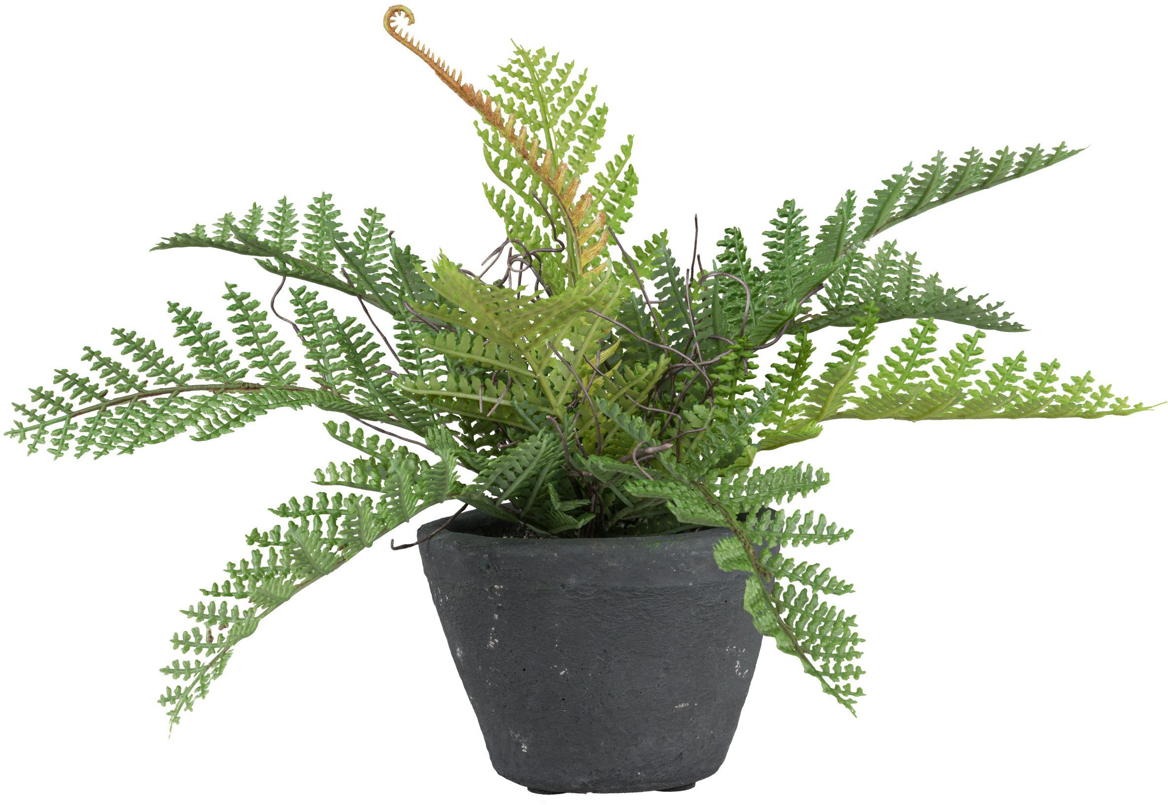 Kunstpflanze CREATIV GREEN "Farn", grün, H:24cm, Kunststoff, Kunstpflanzen, Kunstpflanze, mit schönen Farnwedeln 2