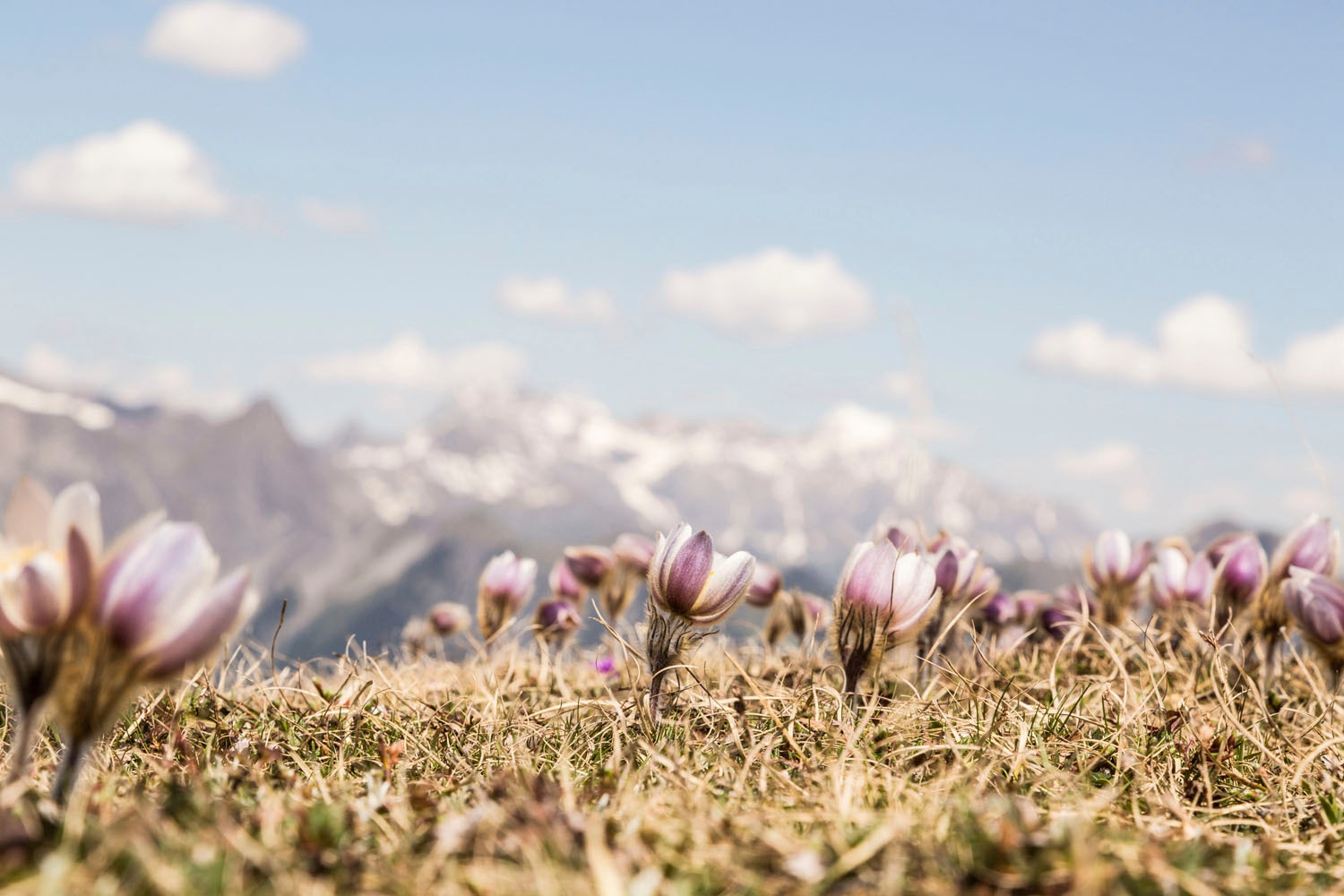 queence Acrylglasbild "Ezzo" Berge  Berge & Alpenbilder  Landschaft  Natur günstig online kaufen
