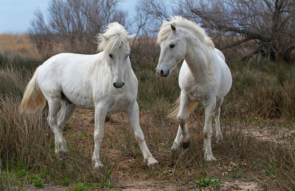 Papermoon Fototapete "PFERDE-CAMARGUE GALLOP STRAND MEER TIERE KÜSTE PROVENCE"