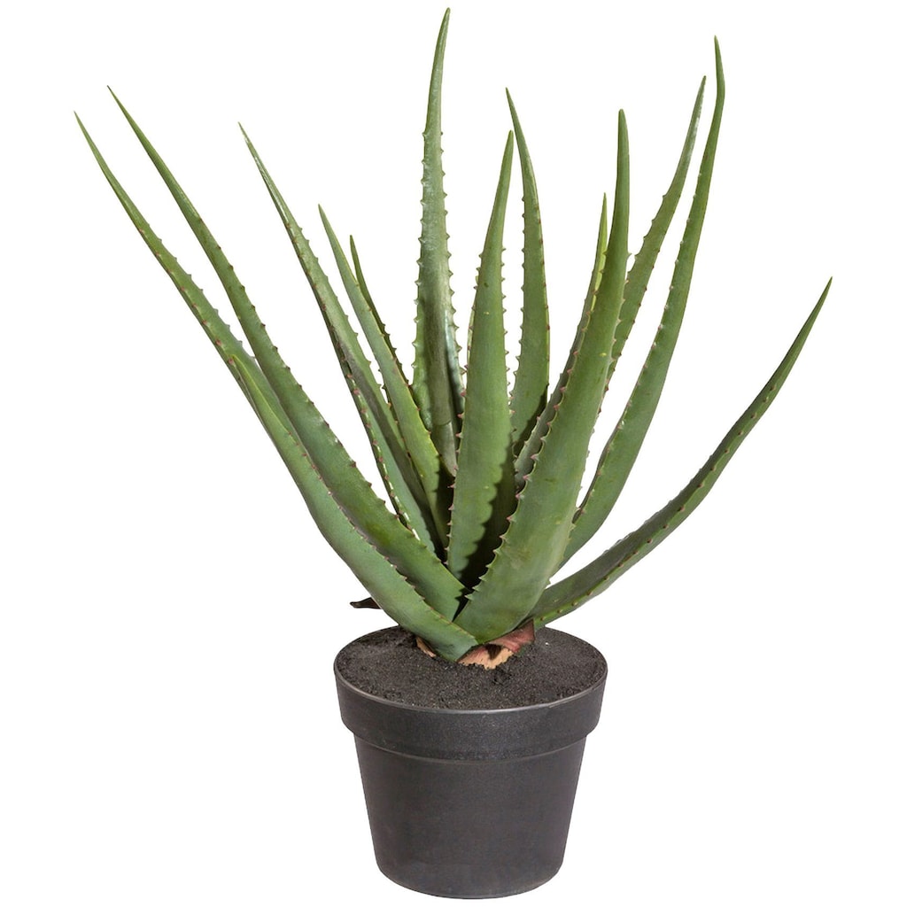 Creativ green Kunstpflanze »Sukkulente Aloe«