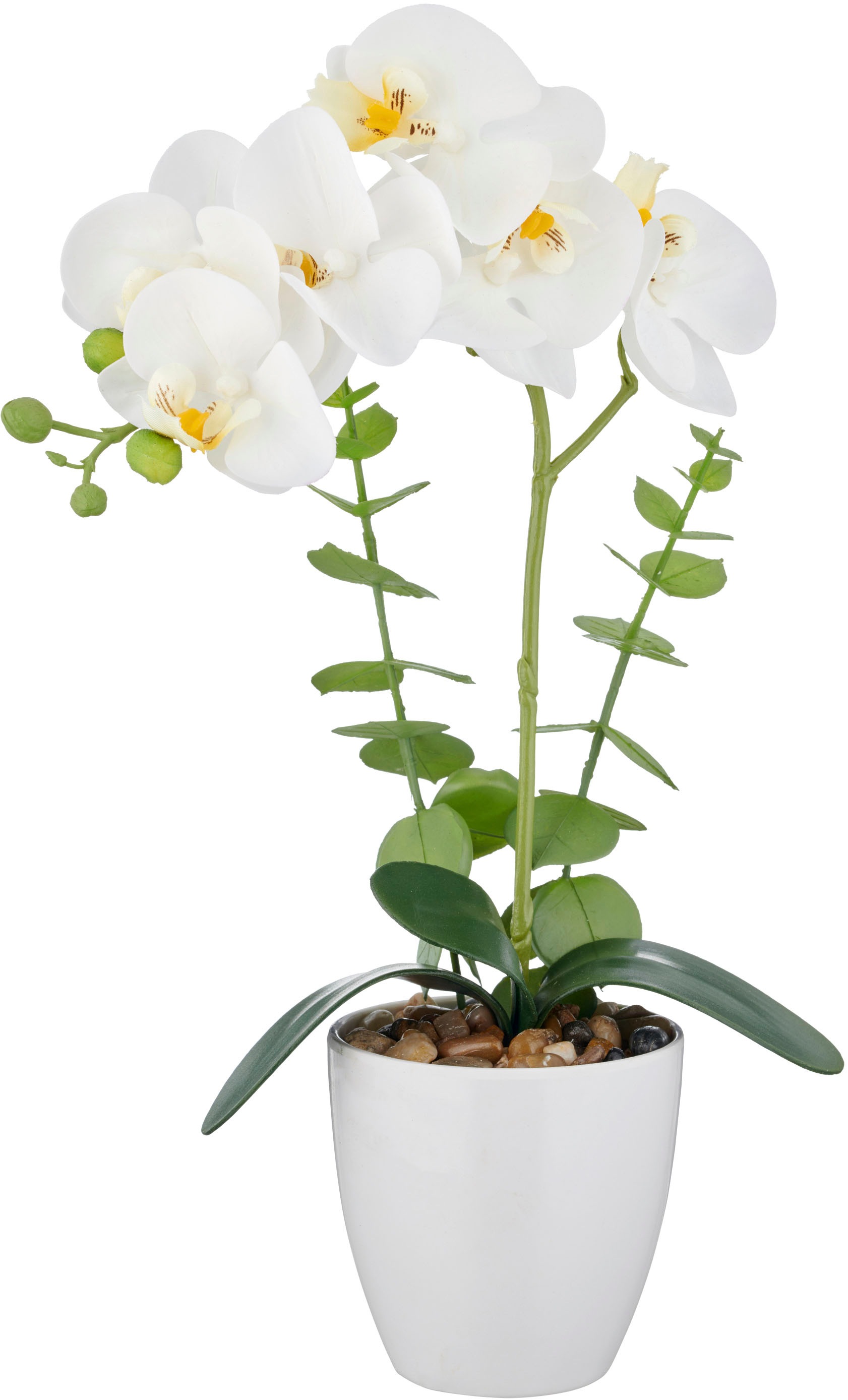 Thumbnail - Creativ green Kunstorchidee "Orchidee Phalaenopsis" mit Eukalyptuszweigen