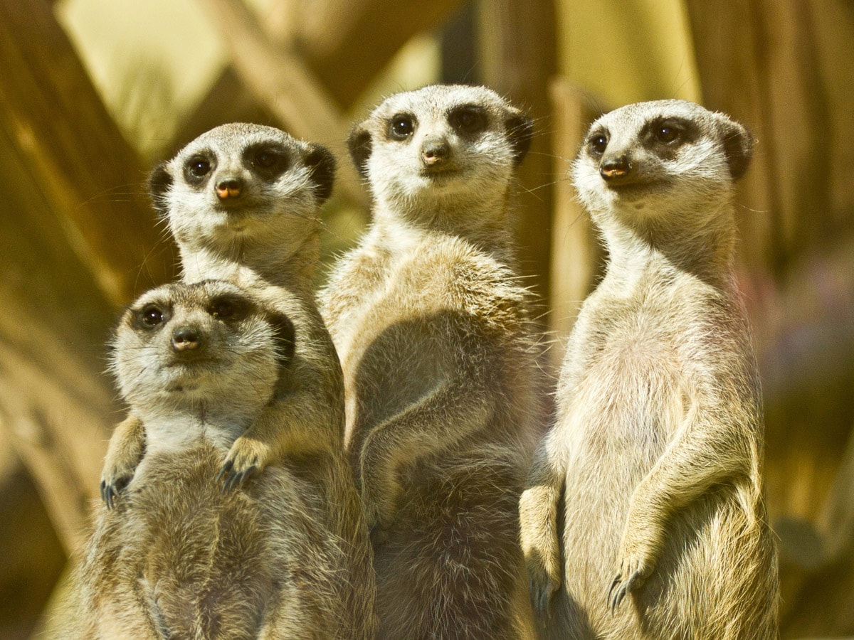 Papermoon Fototapete "Erdmännchen Familie"