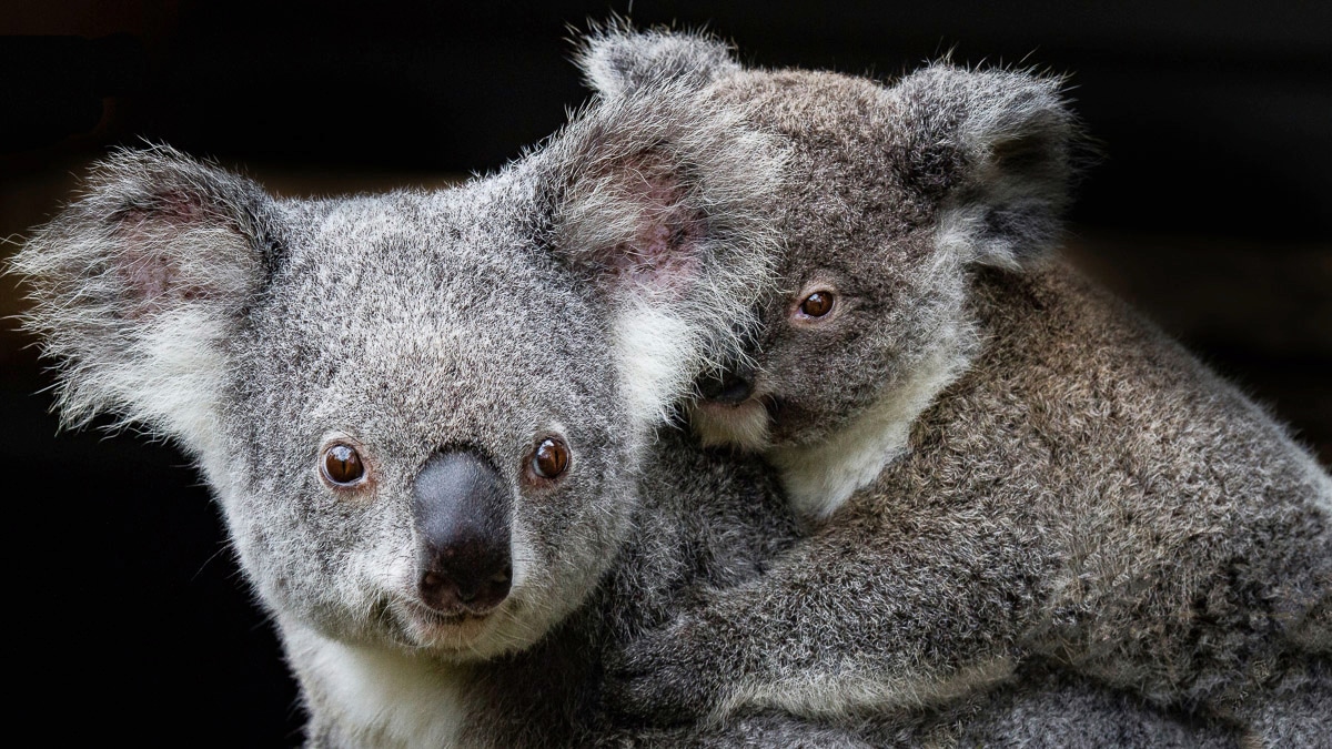 Fototapete »Koala Mutter und Joey«