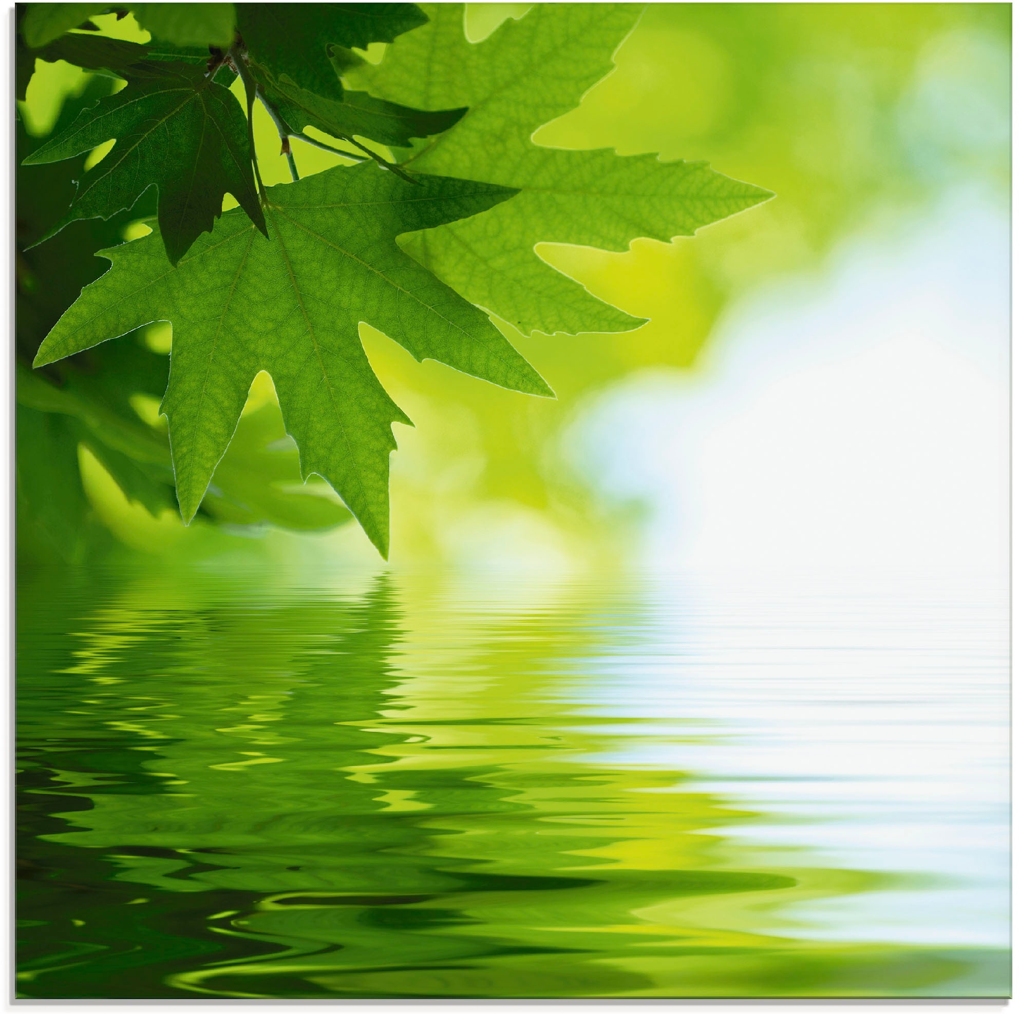 Glasbild »Grüne Blätter reflektieren im Wasser«, Blätter, (1 St.), in verschiedenen...