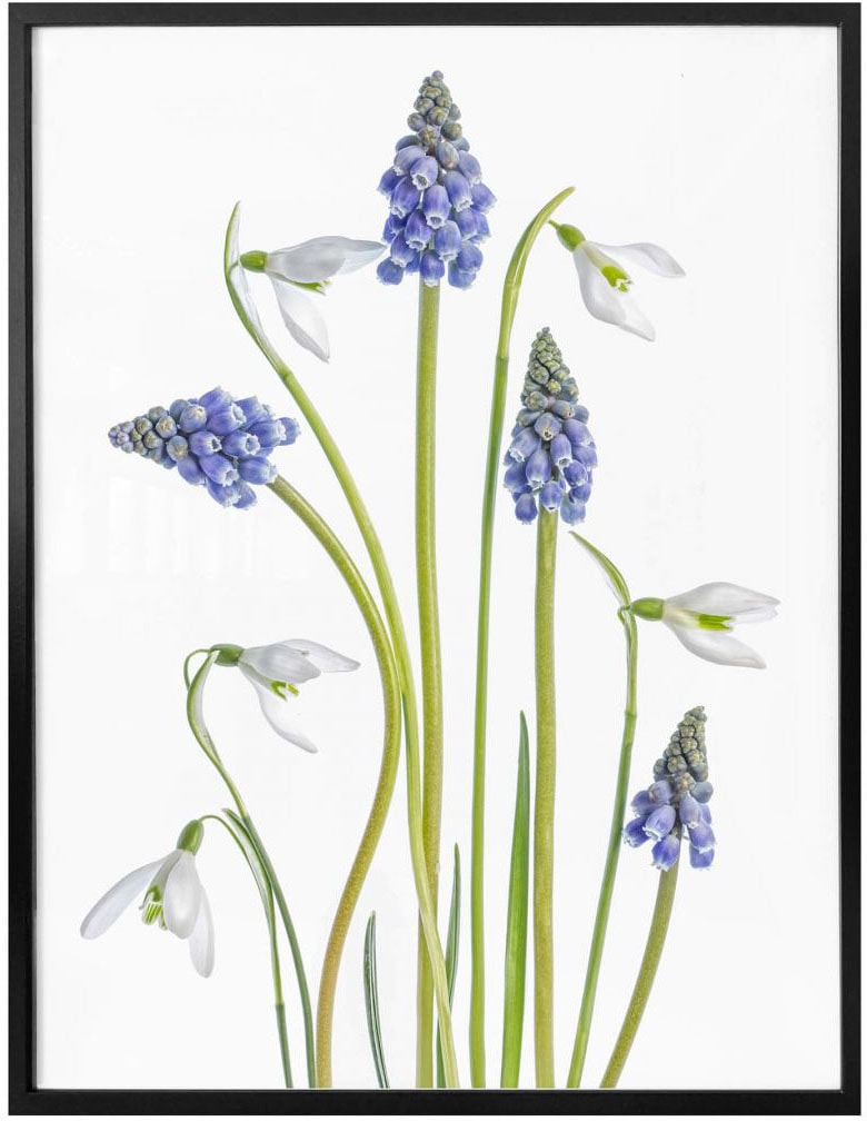 Wall-Art Poster »Frühjahrsblüher«, BAUR bestellen (1 | St.) Blumen