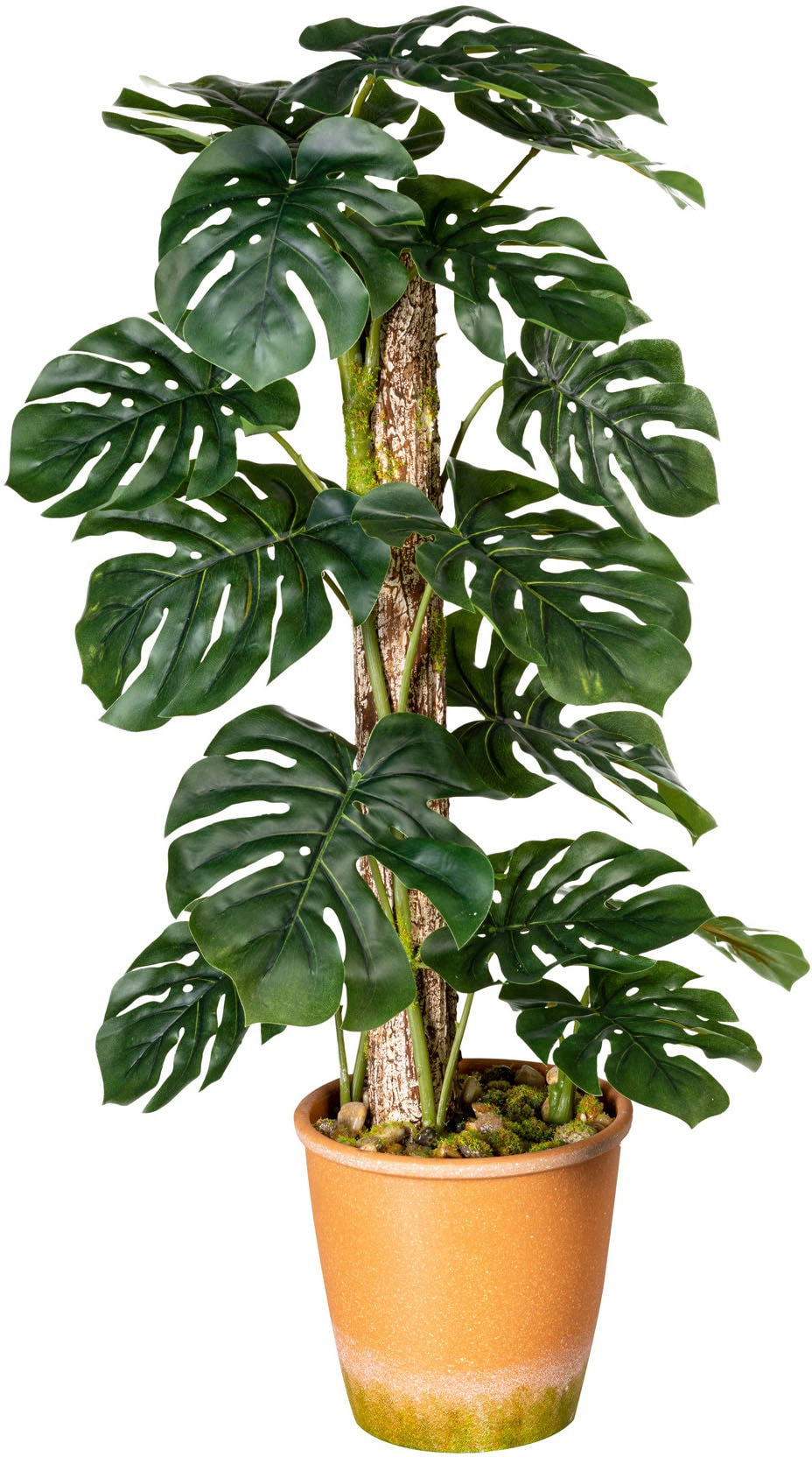 Creativ green Künstliche Zimmerpflanze »Blattpflanze Splitphilodendron«, im  Paperpot bestellen | BAUR