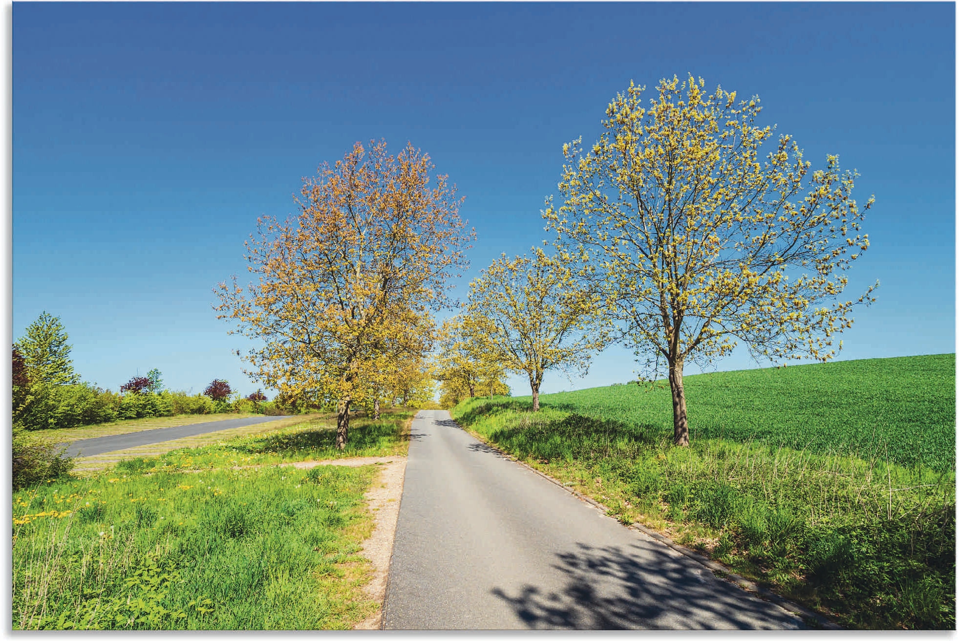 Black Friday Artland Wandbild »Straße als Größen St.), Baumbilder, Wandaufkleber Kuchelmiß«, oder | und BAUR Leinwandbild, in Poster versch. Bäume Wiesen bei & (1 Alubild