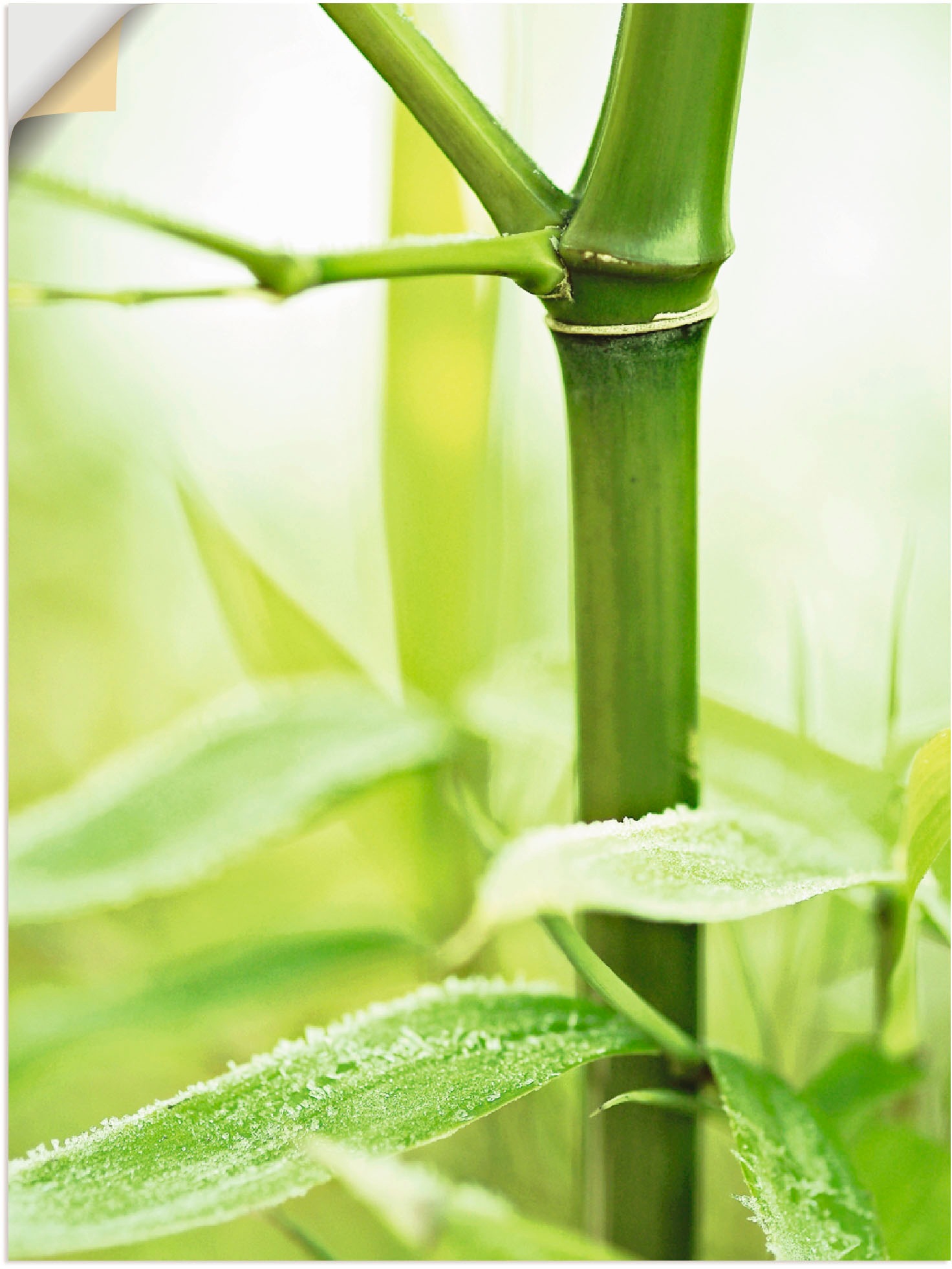 Artland Wandfolie "Bambus Zweig", Gräser, (1 St.), selbstklebend