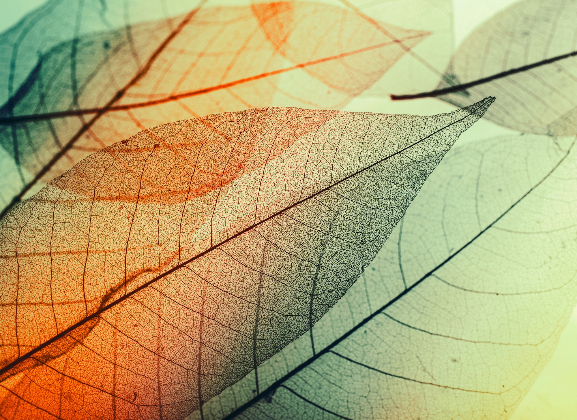living walls Fototapete "Designwalls Limpid Leaf 2" glatt Vlies, Wand, Schräge, Decke