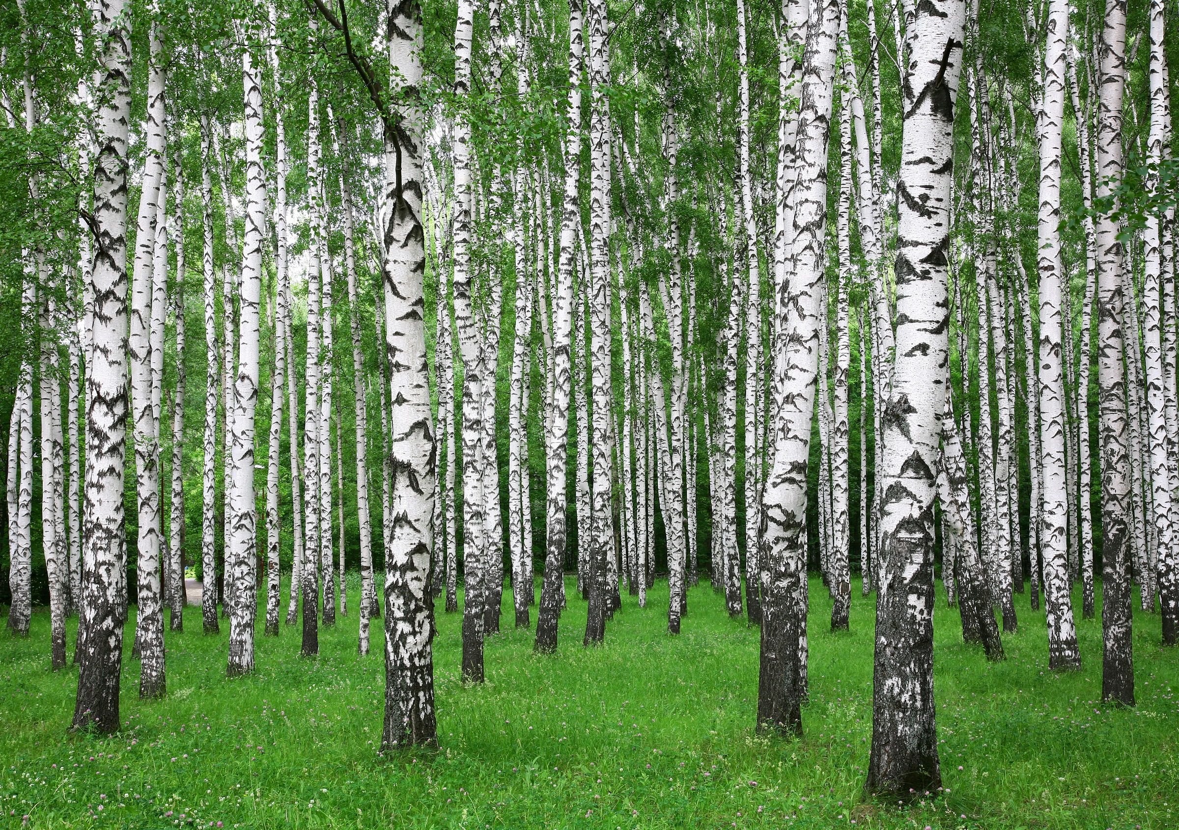 Papermoon Fototapete "Summer Birch Forest" glatt