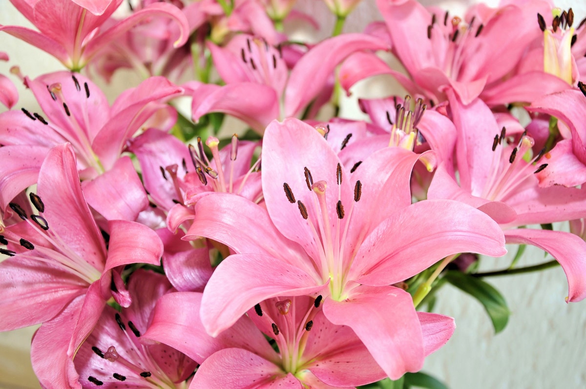 Papermoon Fototapete "Blumen"