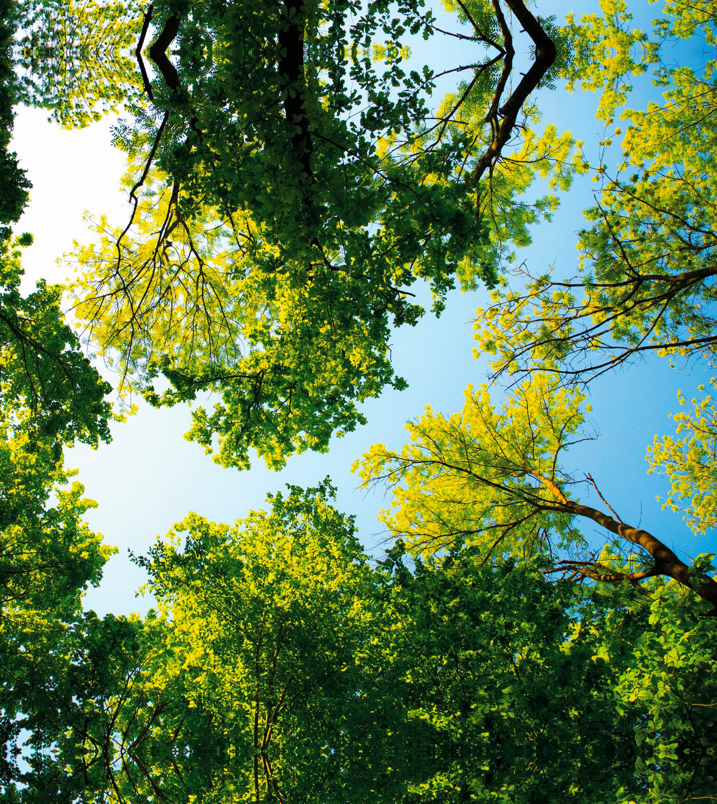 Art for the home Leinwandbild »Pure Natur«, Landschaft, (Set)