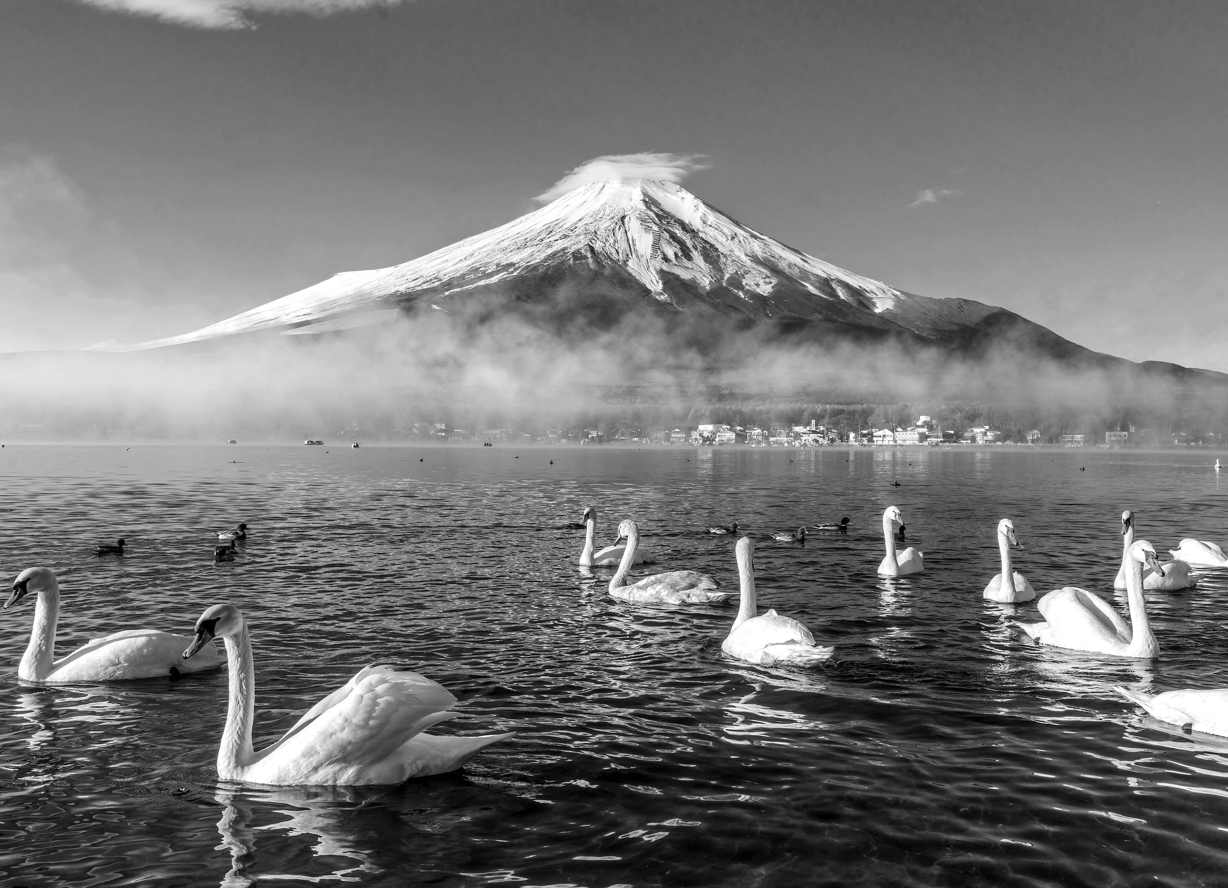 Papermoon "Mount Fuji mit Schwänen Schwarz & Weiß"