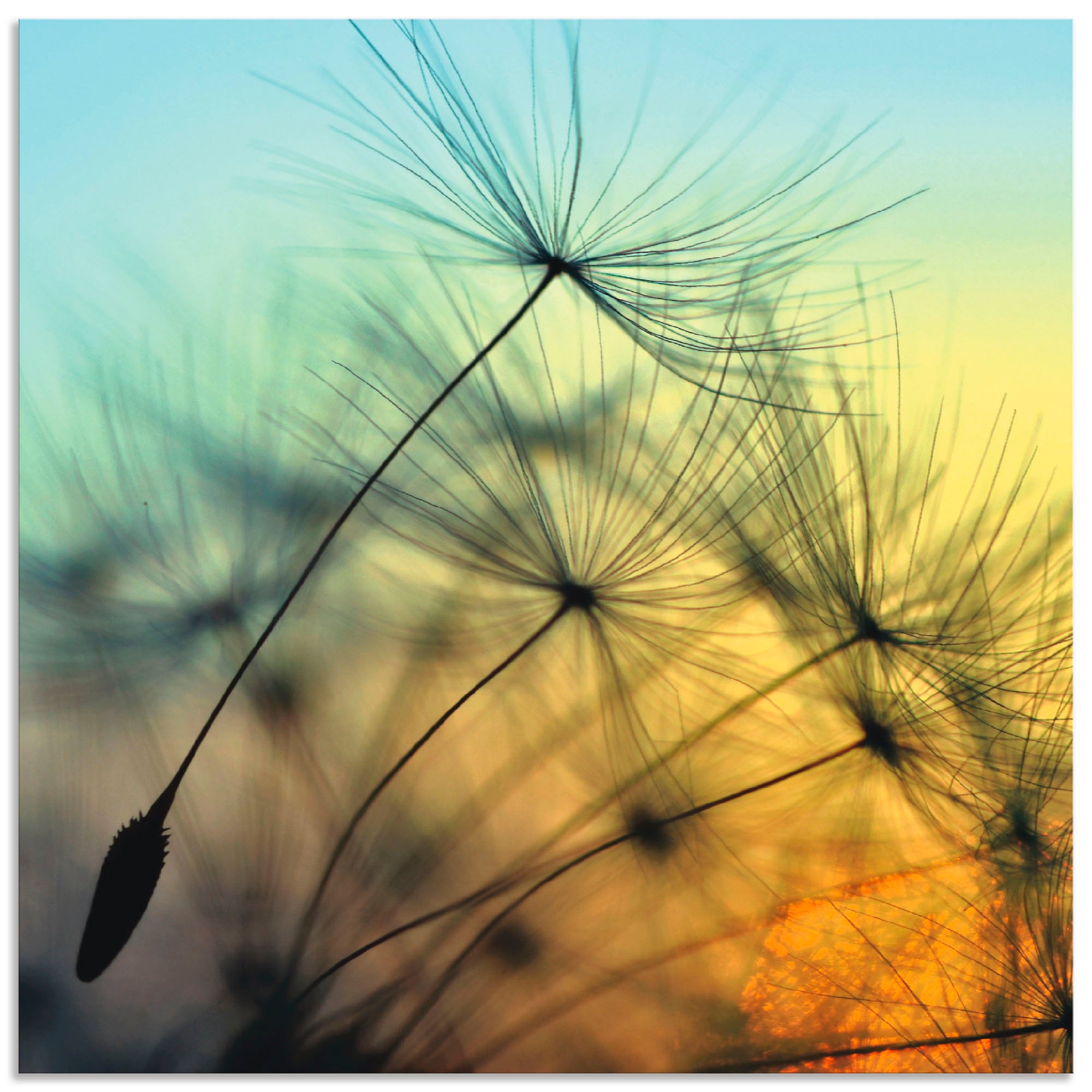 Artland Wandbild "Goldener Sonnenuntergang und Pusteblumen" Blumen 1 tlg. a günstig online kaufen