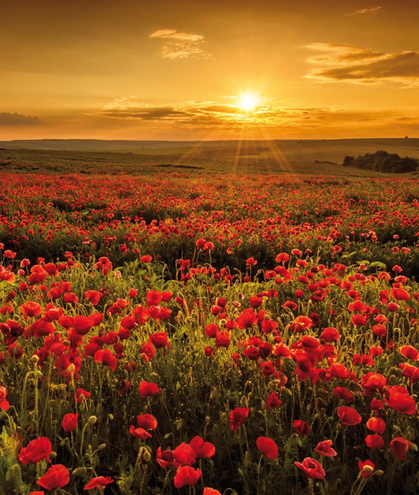 Bönninghoff Leinwandbild, Blumen-Blumenbilder-Blumenwiese-Landschaft-Landsc günstig online kaufen